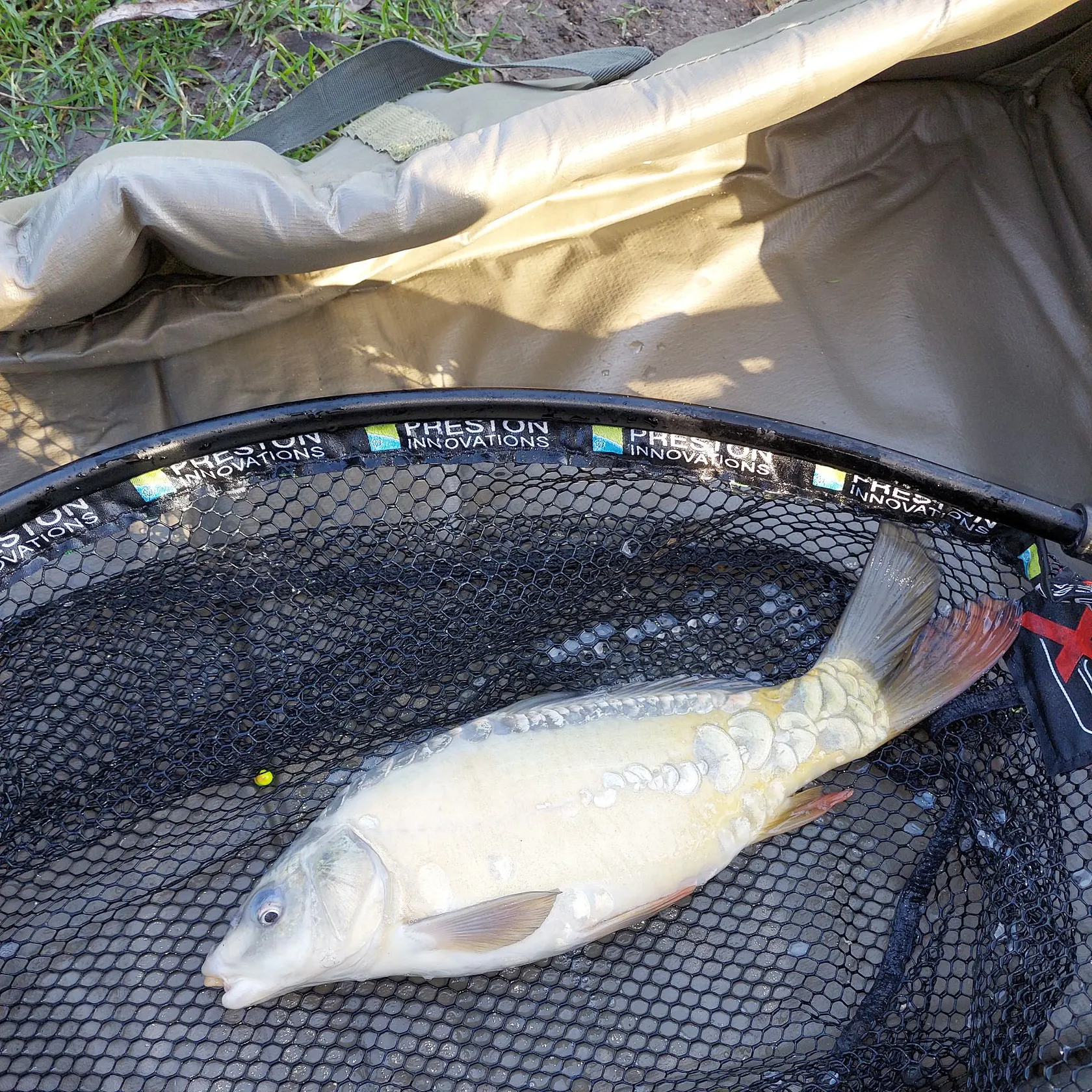 The most recent Ghost carp catches on Fishbrain