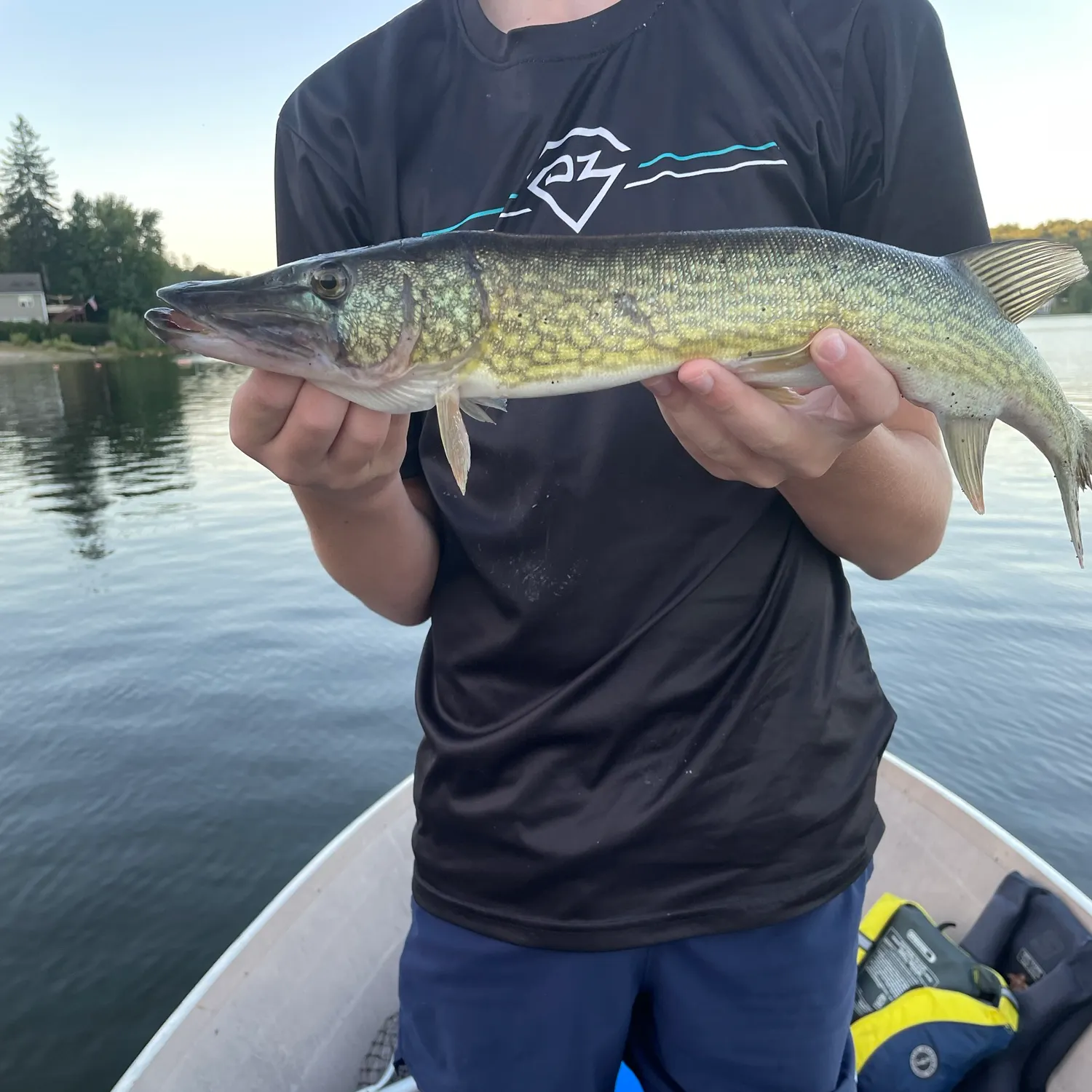 Chain pickerel caught on Fishbrain