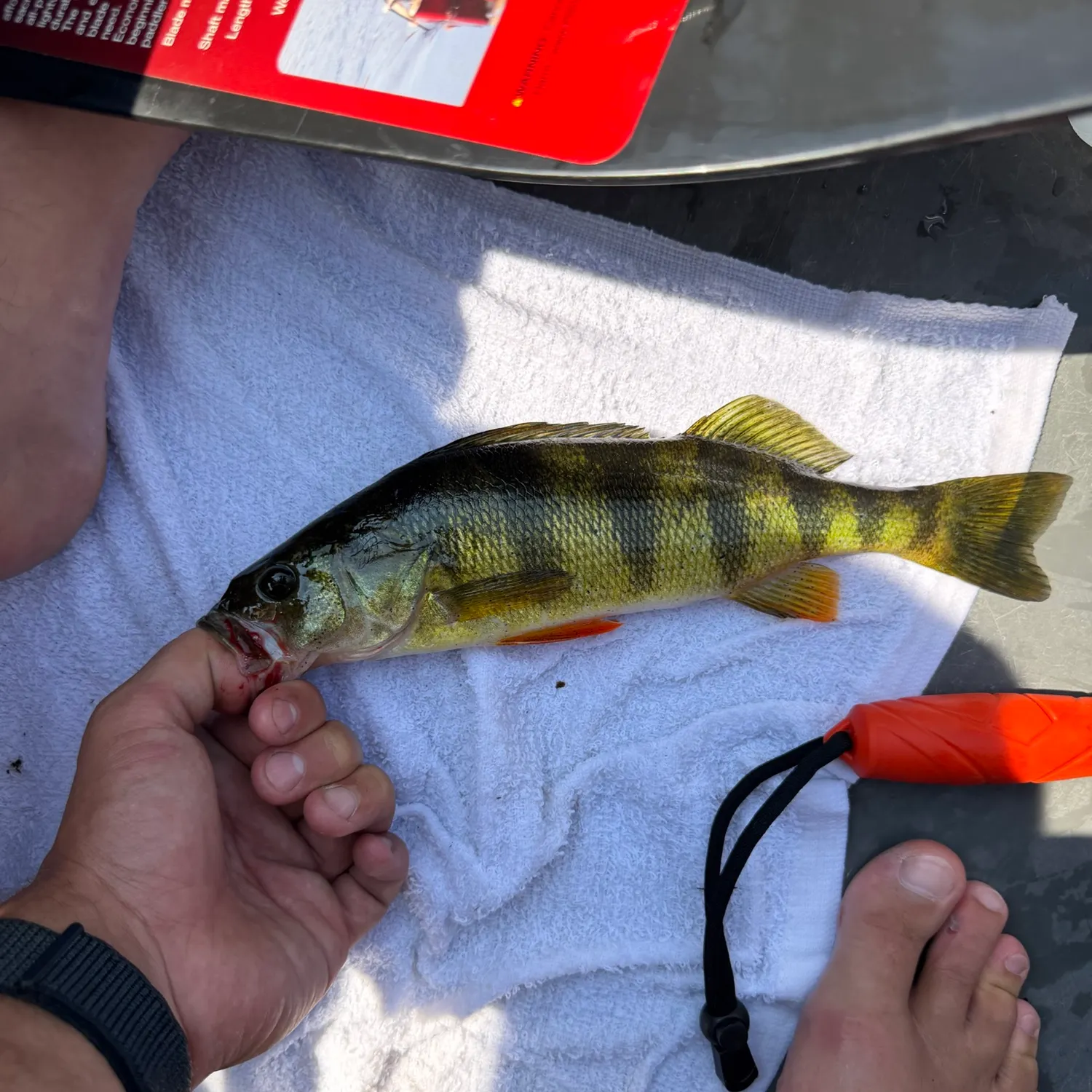 catch
