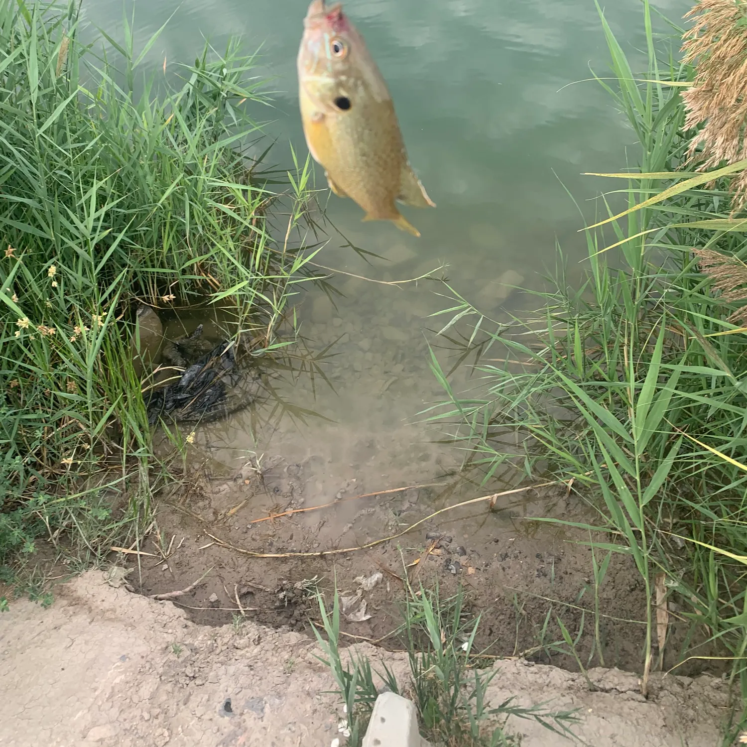 Green sunfish caught on Fishbrain