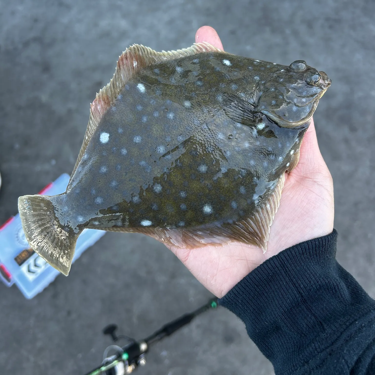 The most recent Diamond turbot catches on Fishbrain