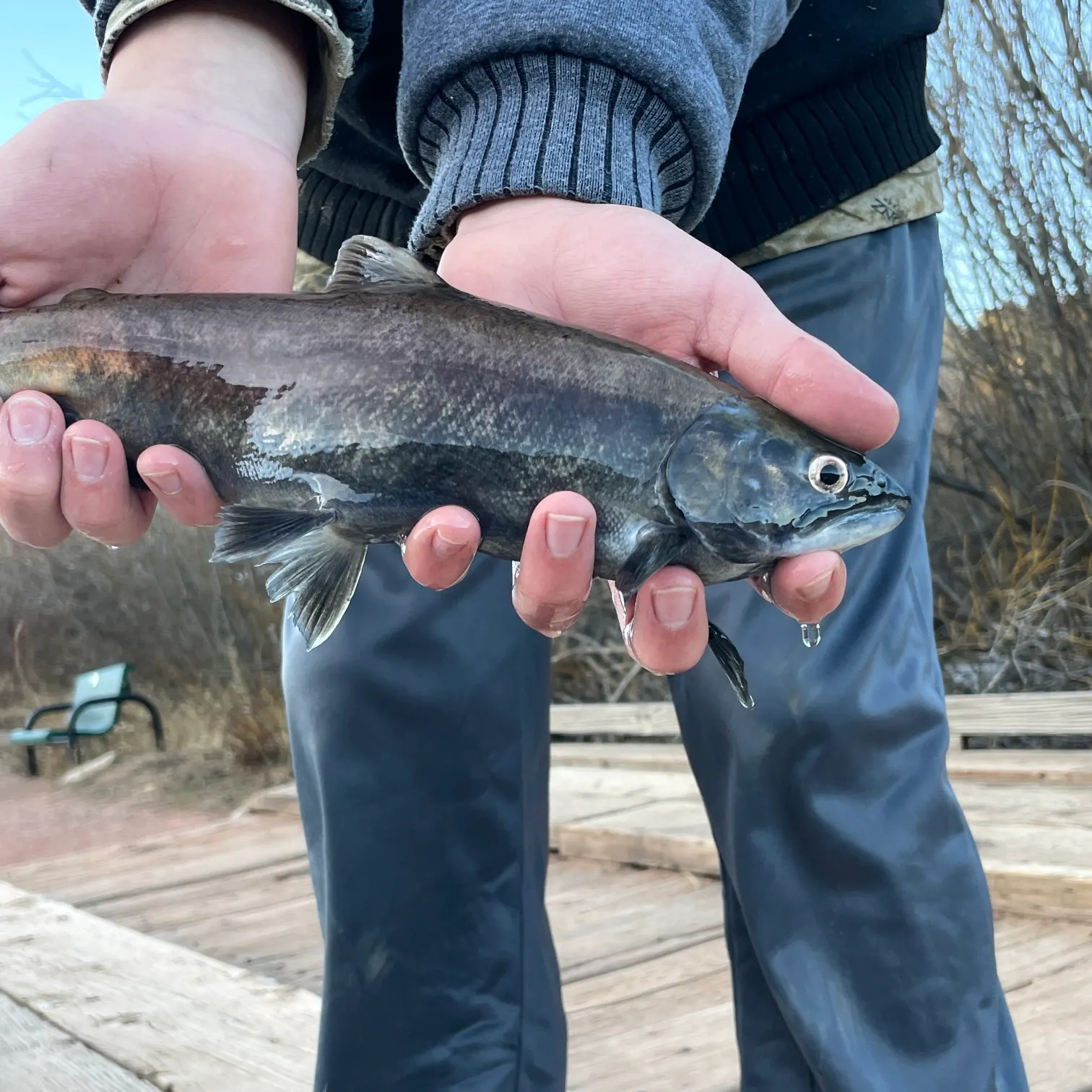 The most recent Kokanee salmon catches on Fishbrain