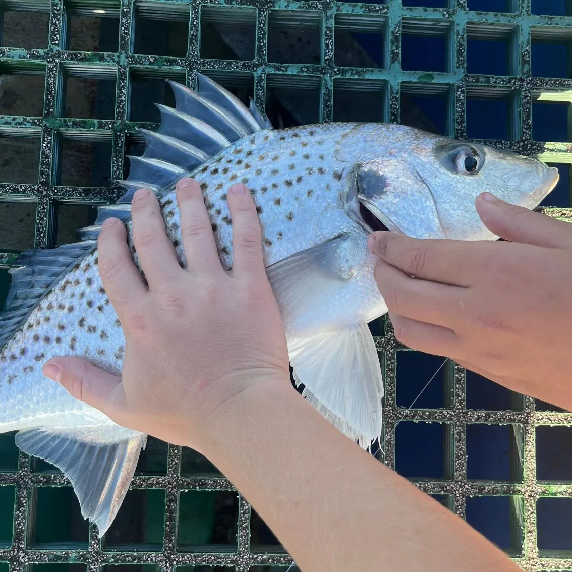The most recent Smallspotted grunter catches on Fishbrain