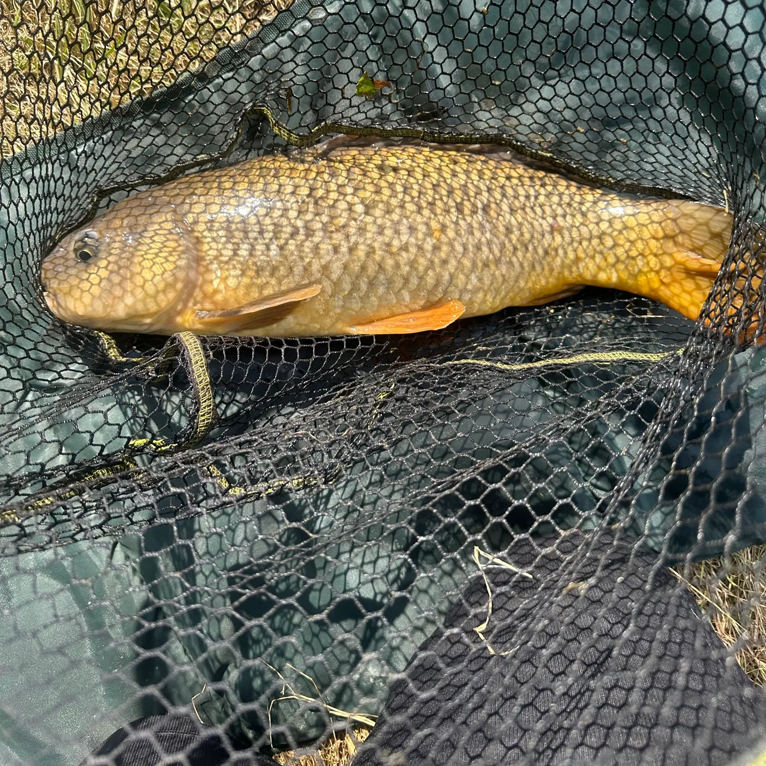 Common carp caught on Fishbrain