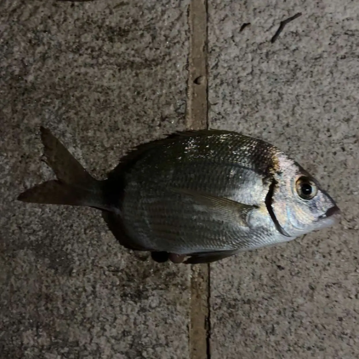 Common two-banded seabream caught on Fishbrain