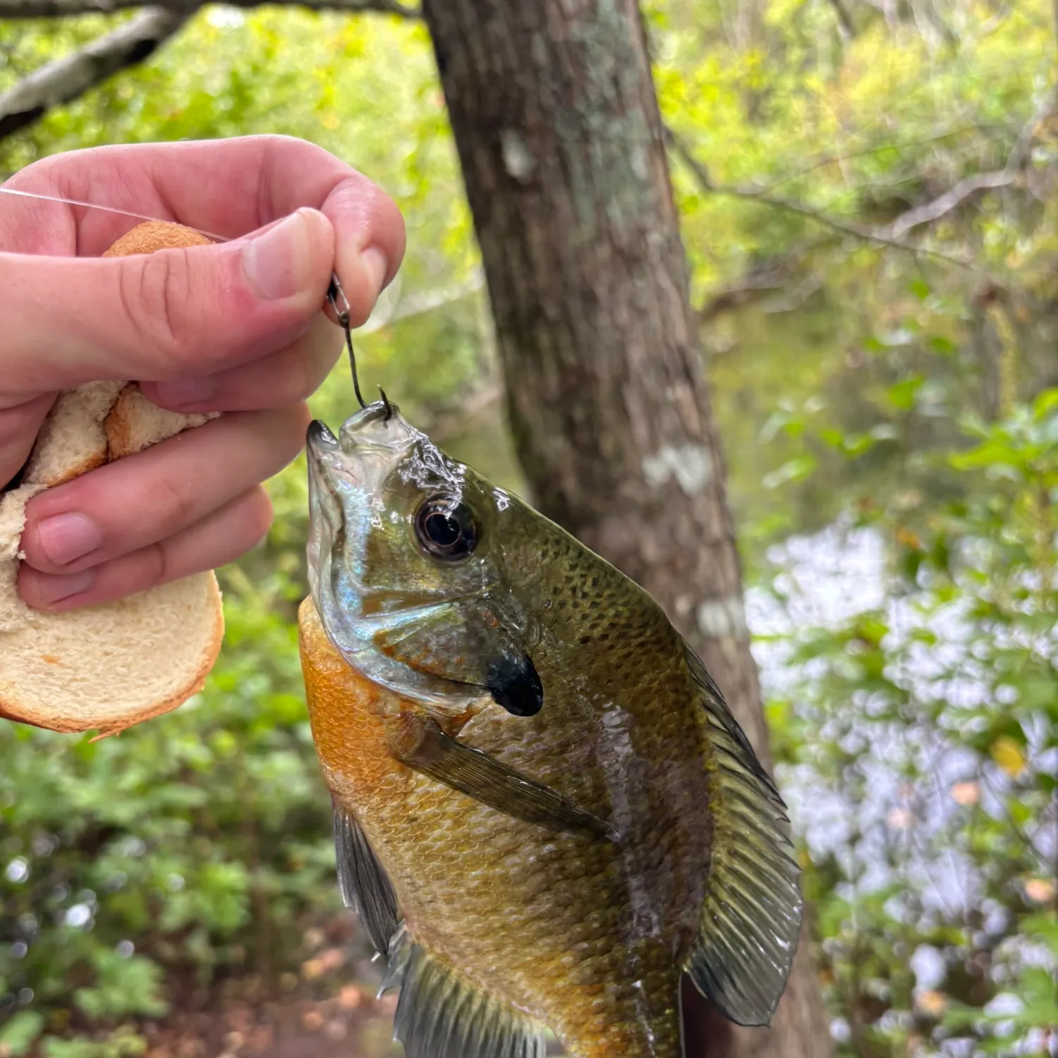 Bluegill caught on Fishbrain