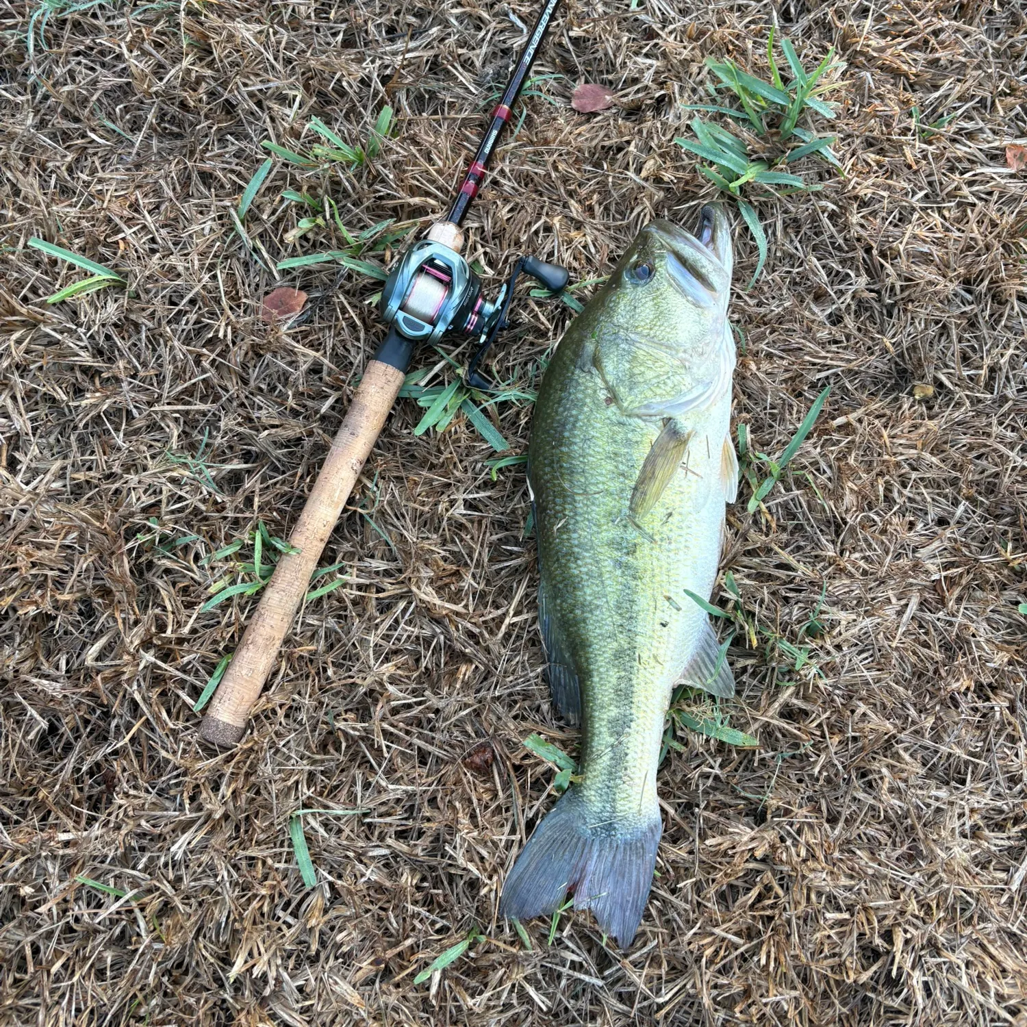 Largemouth bass caught on Fishbrain