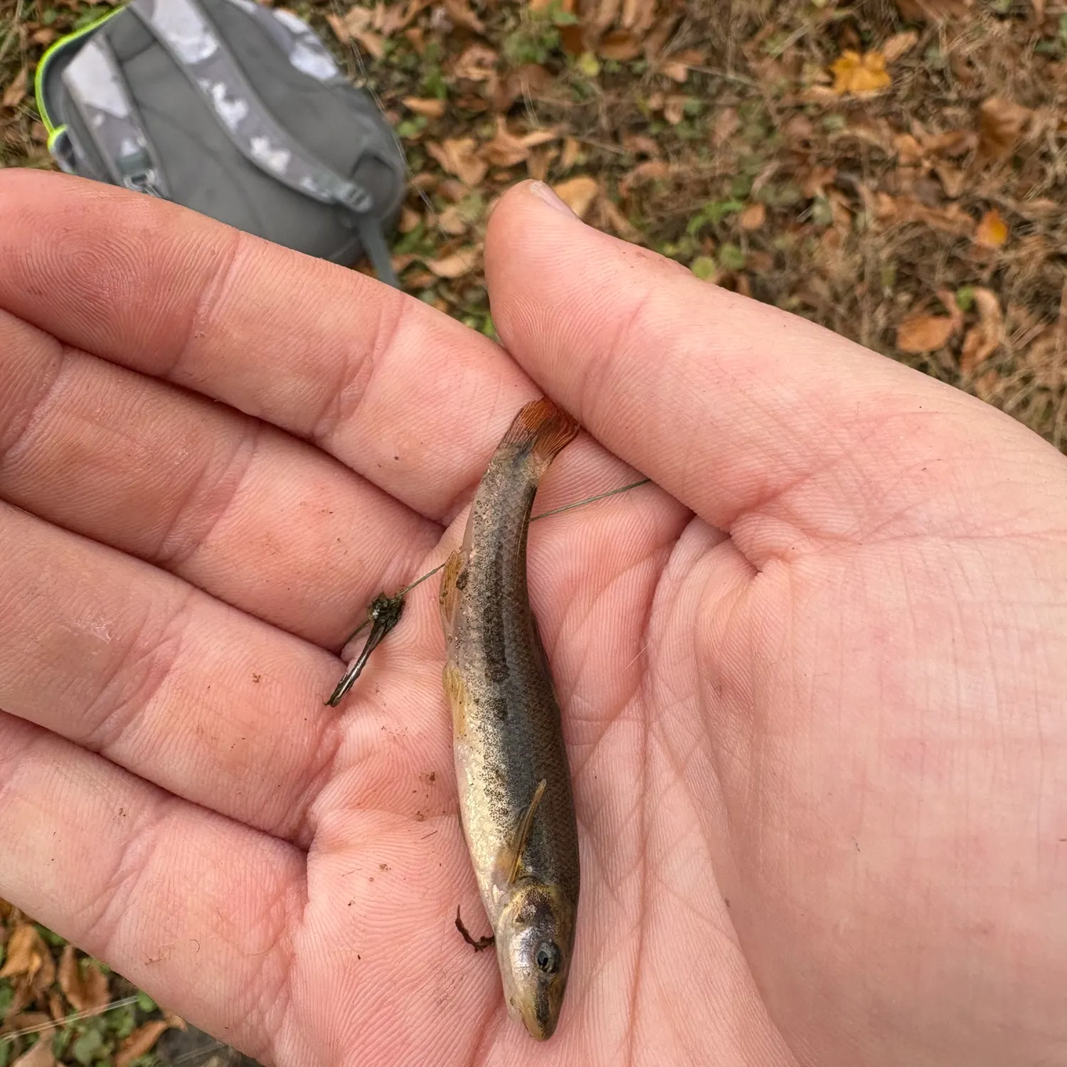 The most recent Eastern creek chubsucker catches on Fishbrain