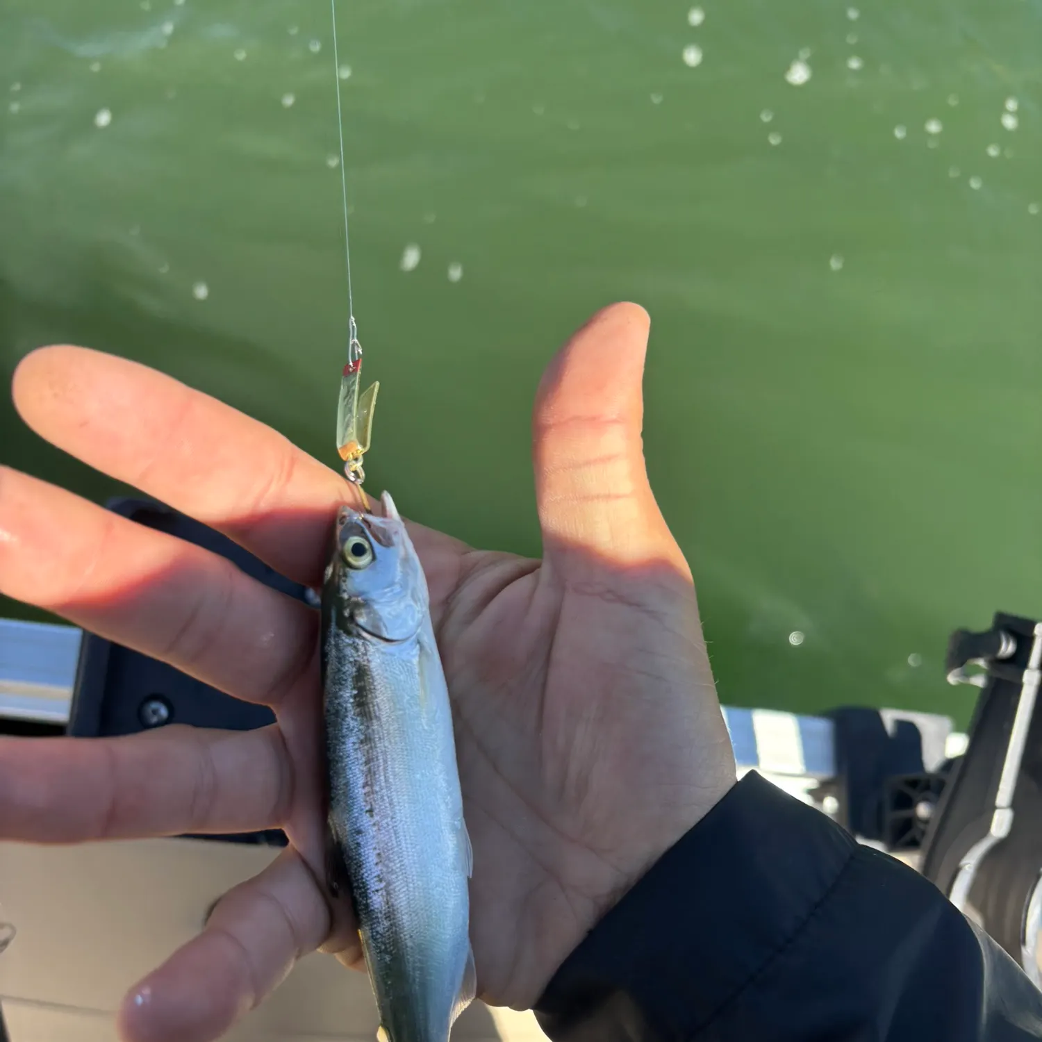 Kokanee salmon caught on Fishbrain