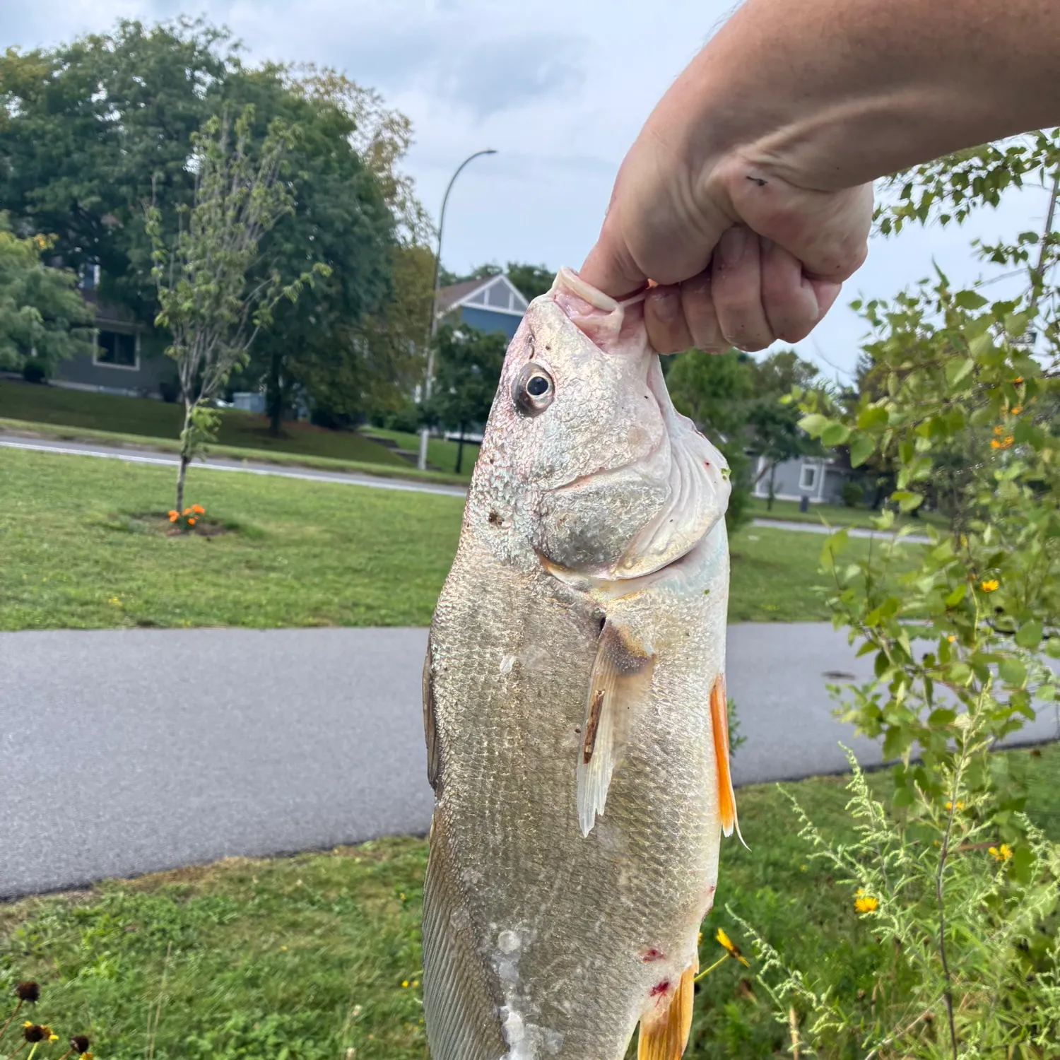 catch