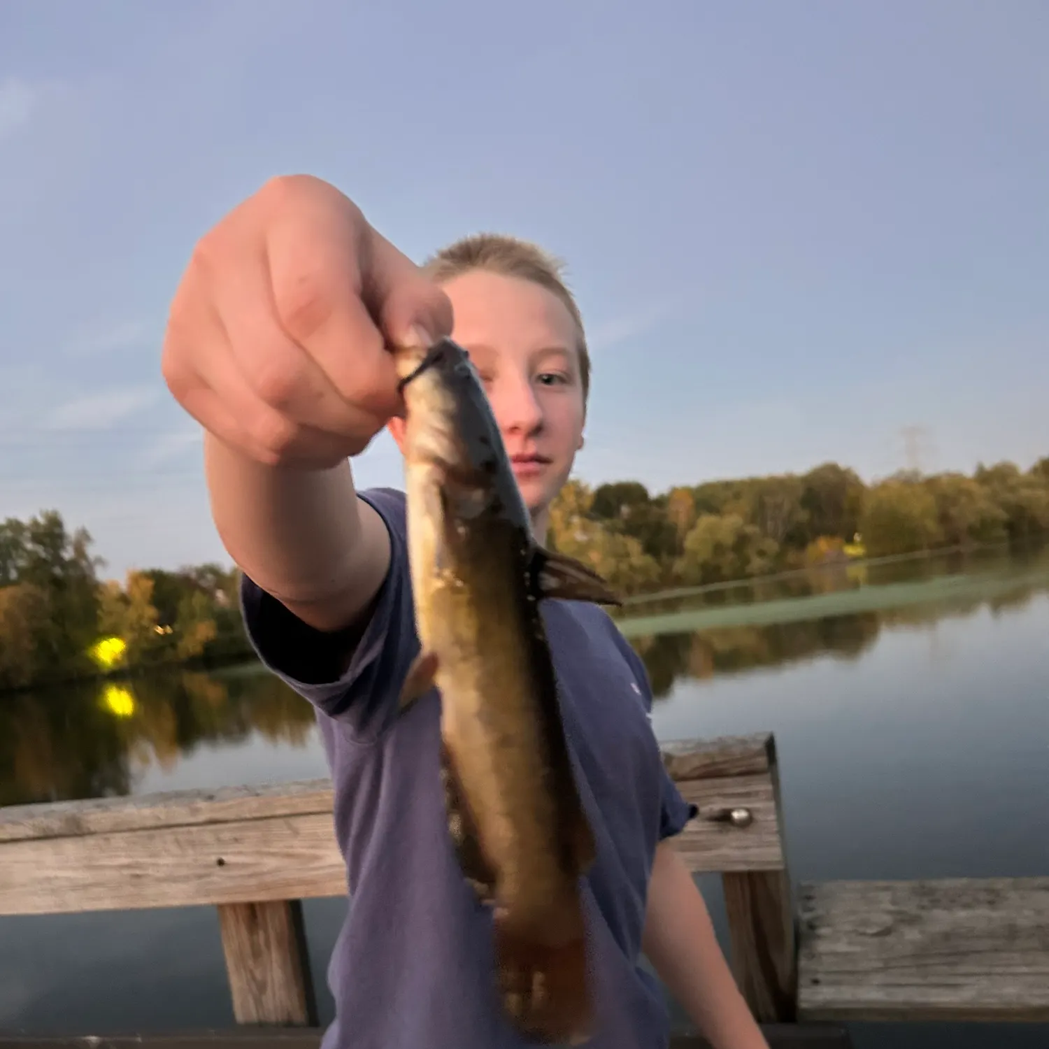 Black bullhead caught on Fishbrain