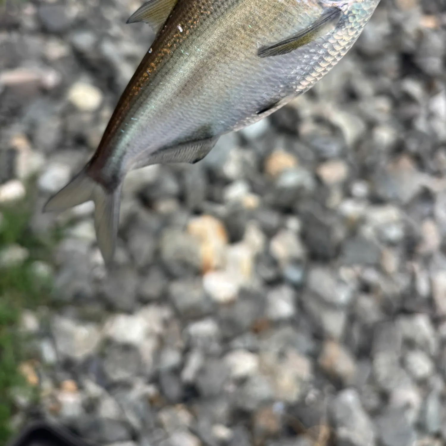 American gizzard shad caught on Fishbrain