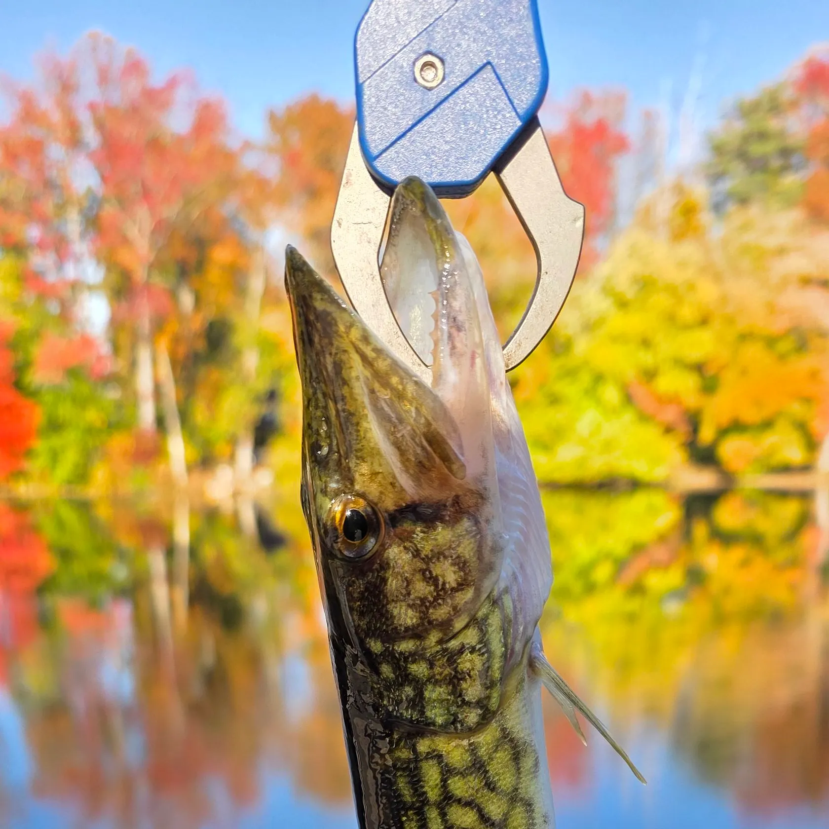 Chain pickerel caught on Fishbrain