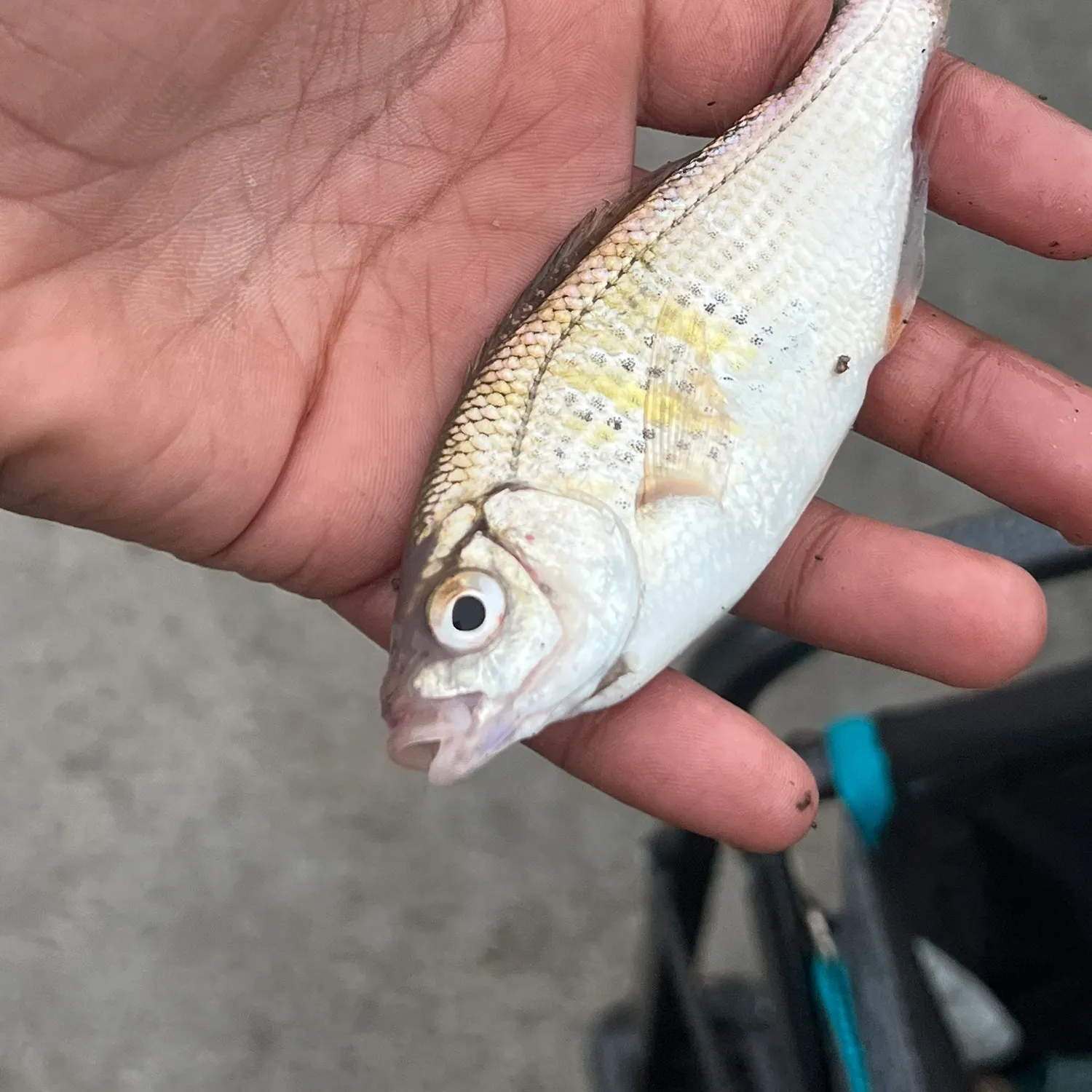 The most recent Shiner perch catches on Fishbrain