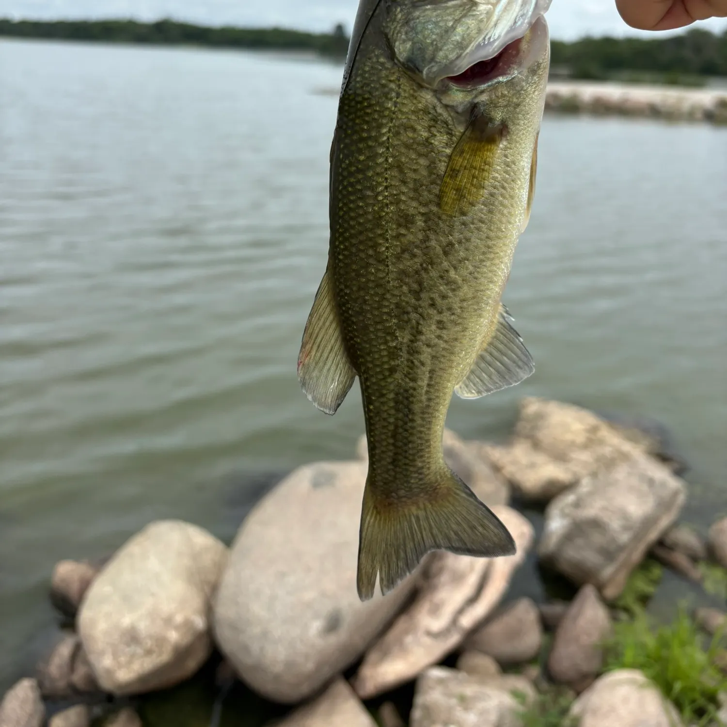 Largemouth bass caught on Fishbrain