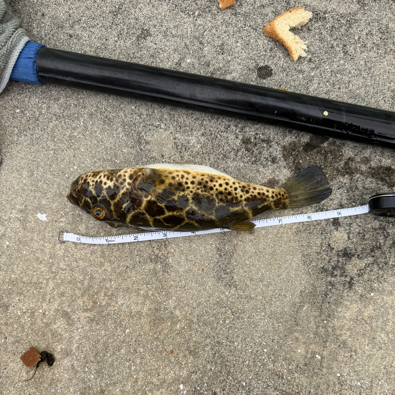 The most recent Checkered puffer catches on Fishbrain