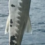The most recent Great barracuda catches on Fishbrain