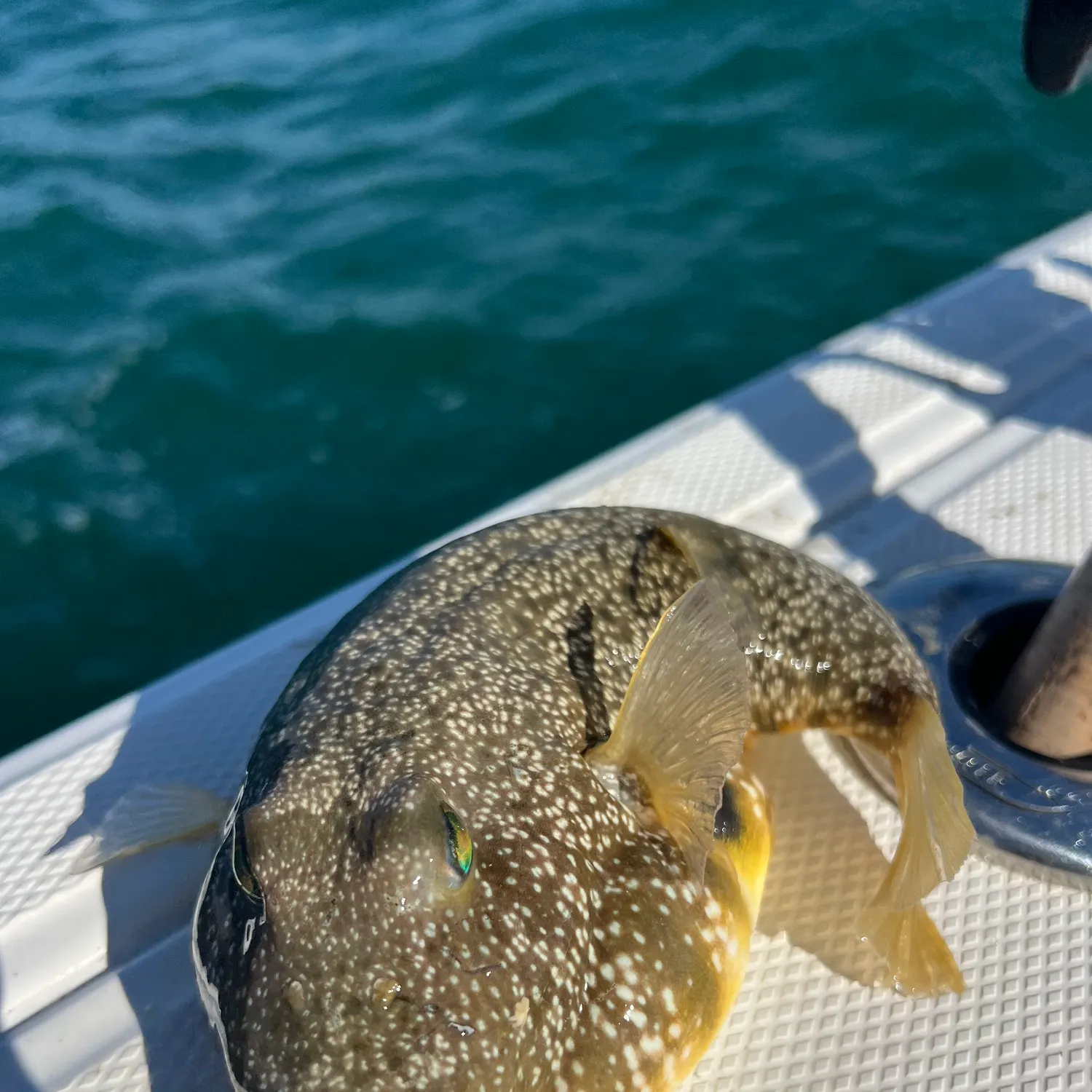 The most recent Southern puffer catches on Fishbrain