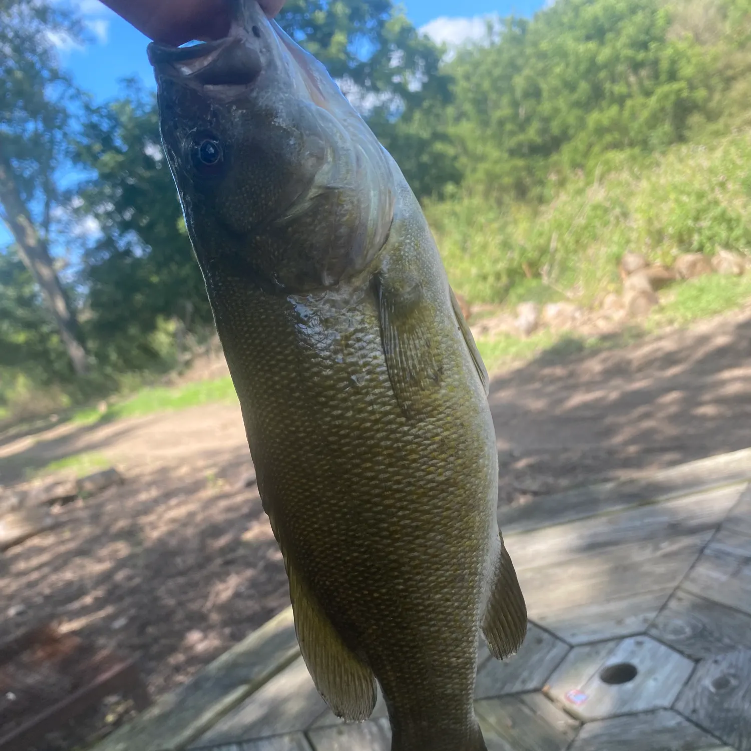 Smallmouth bass caught on Fishbrain