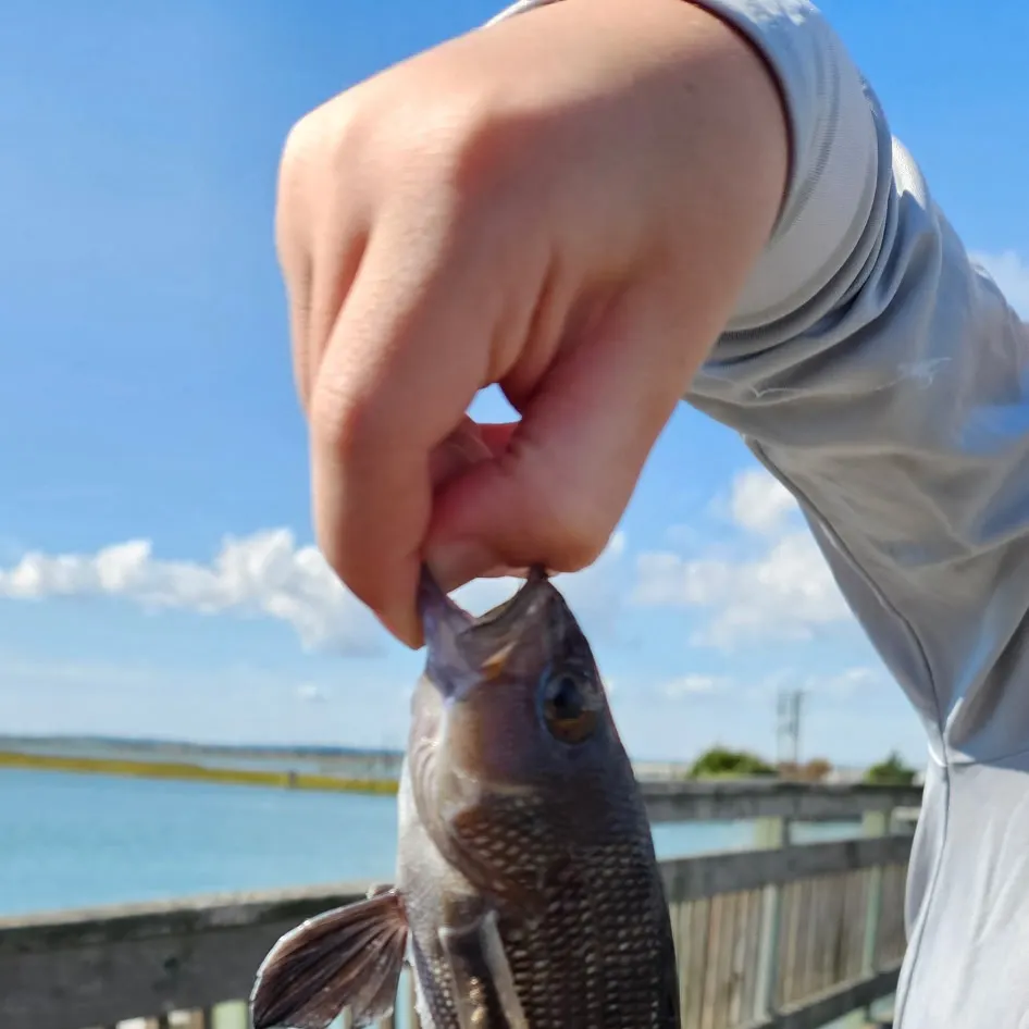 Black sea bass caught on Fishbrain