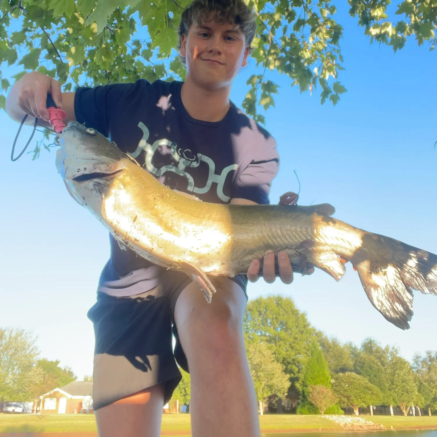 Channel catfish caught on Fishbrain