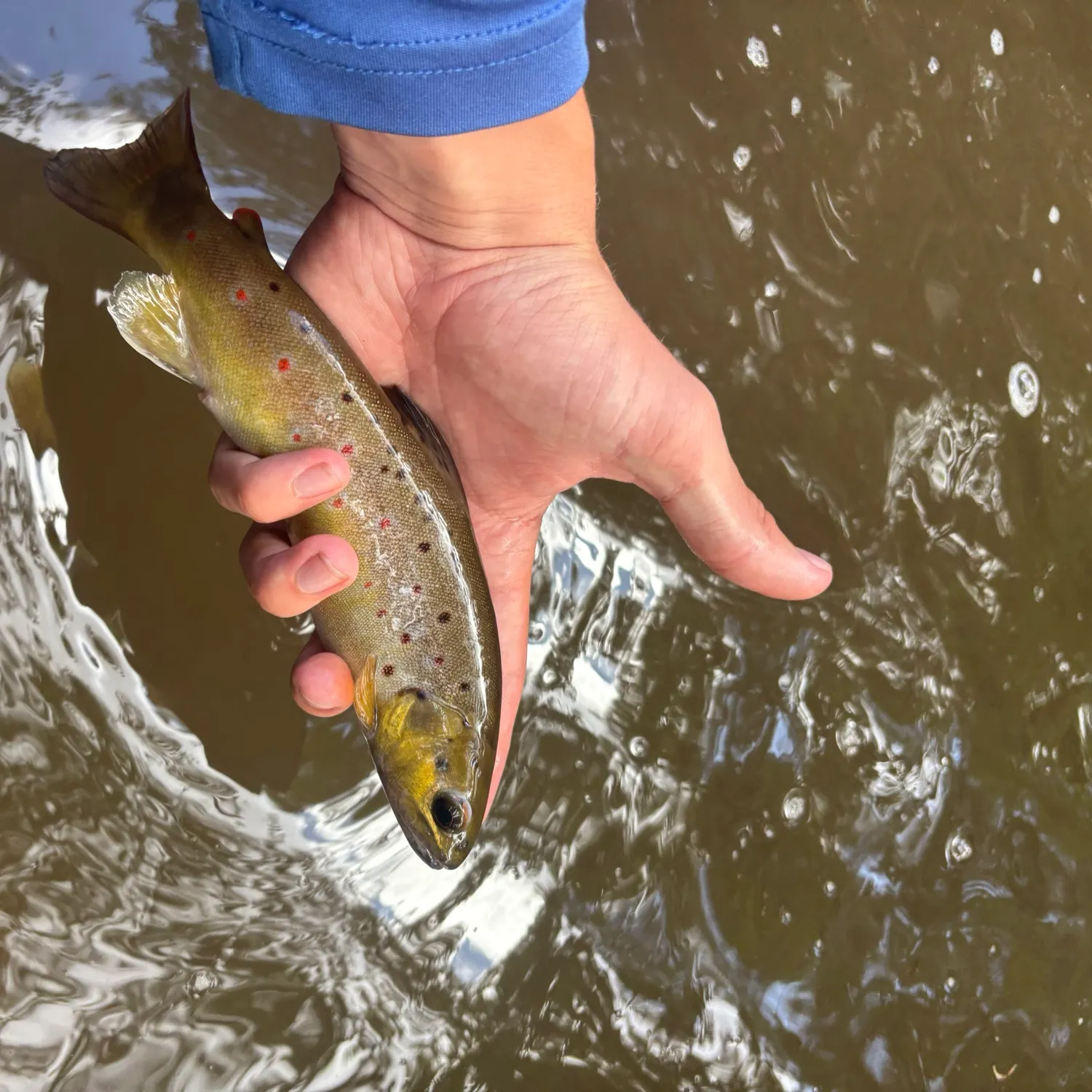 Brown trout caught on Fishbrain