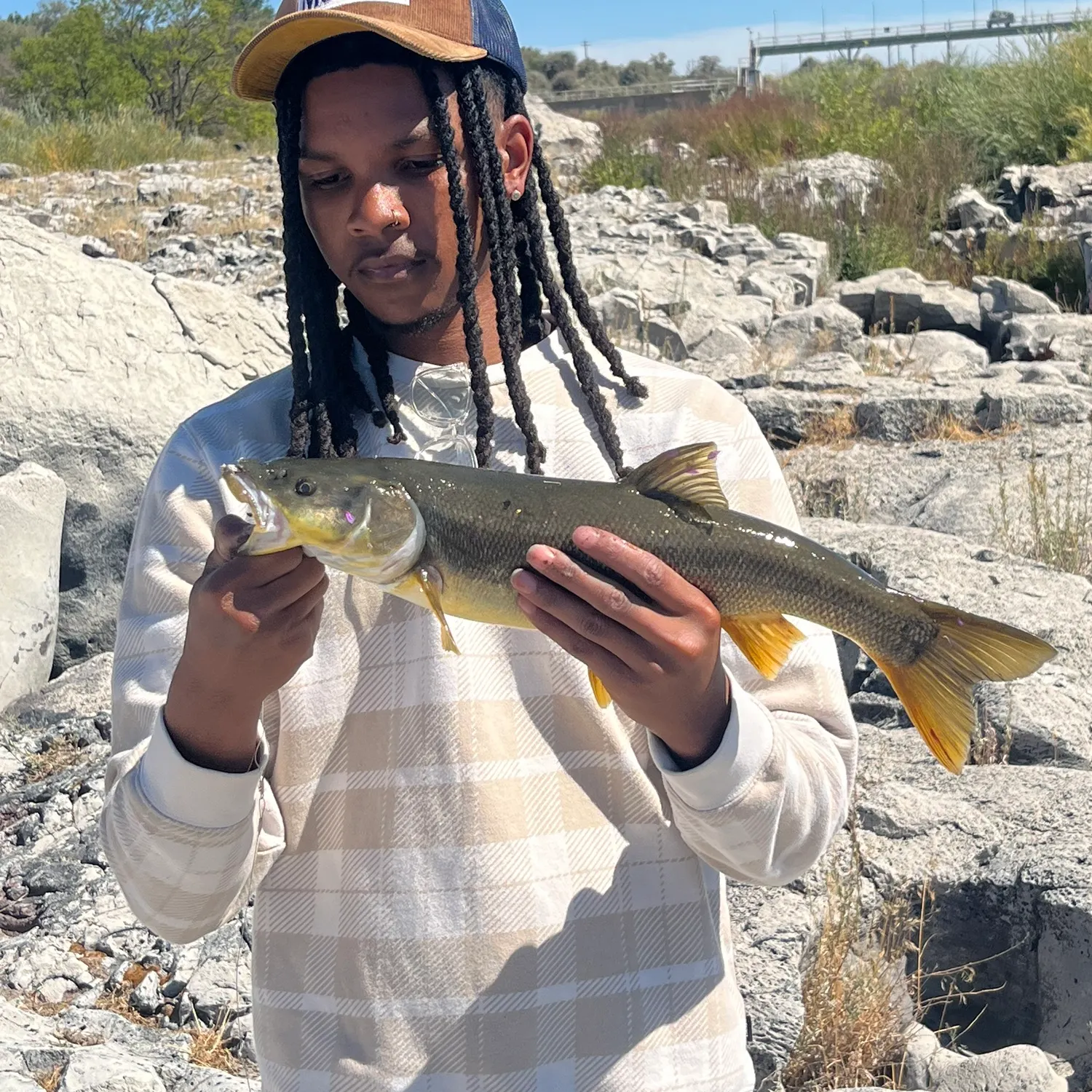 Northern pikeminnow caught on Fishbrain
