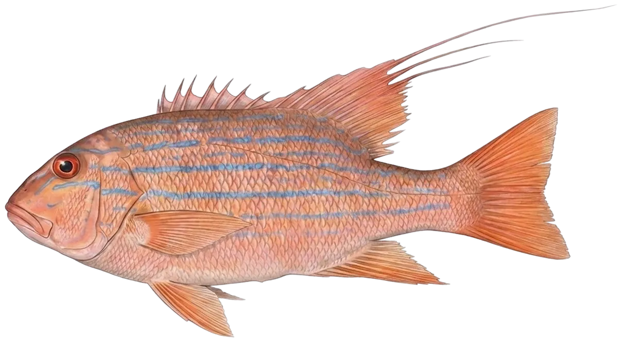 Chinaman snapper