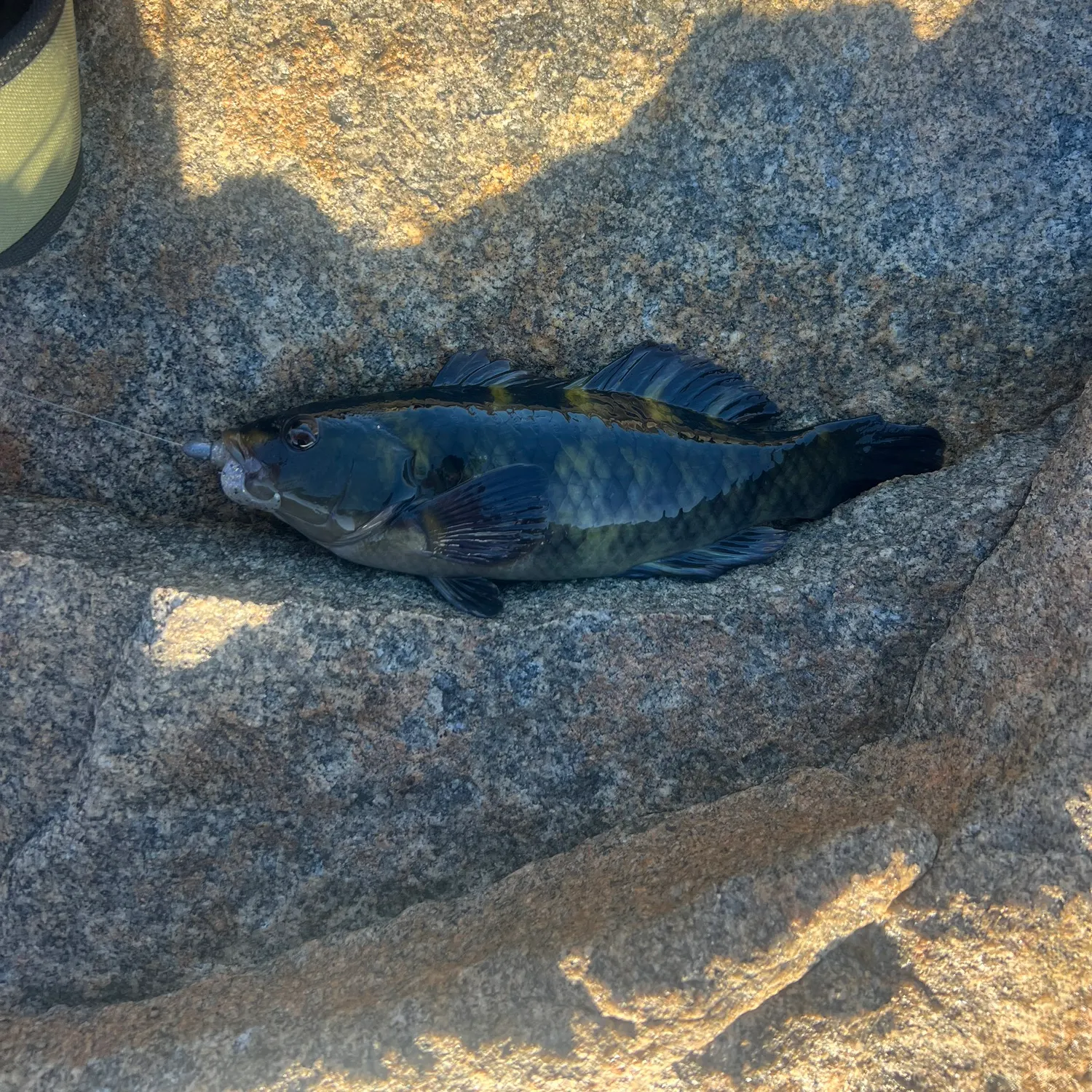 The most recent Spotty wrasse catches on Fishbrain