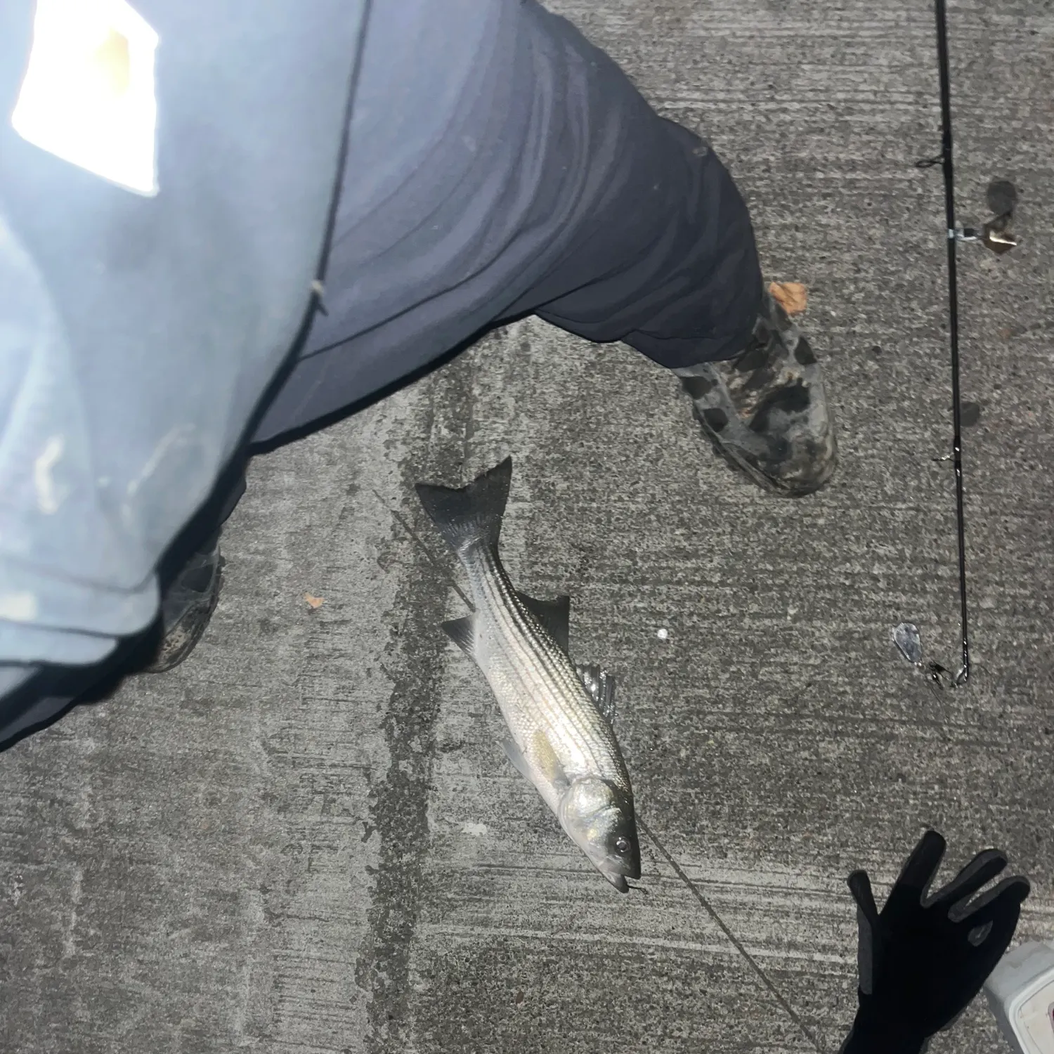 The most recent Striped mullet catches on Fishbrain
