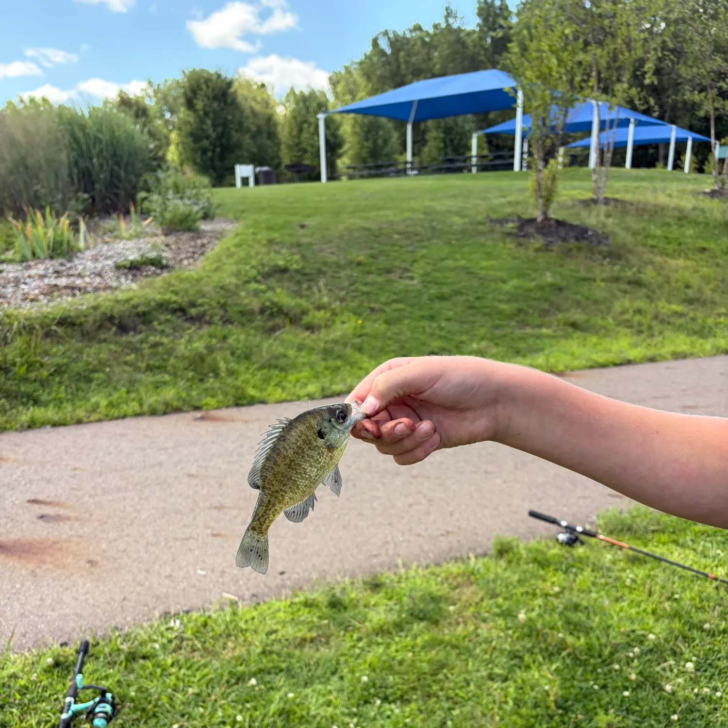 Bluegill caught on Fishbrain