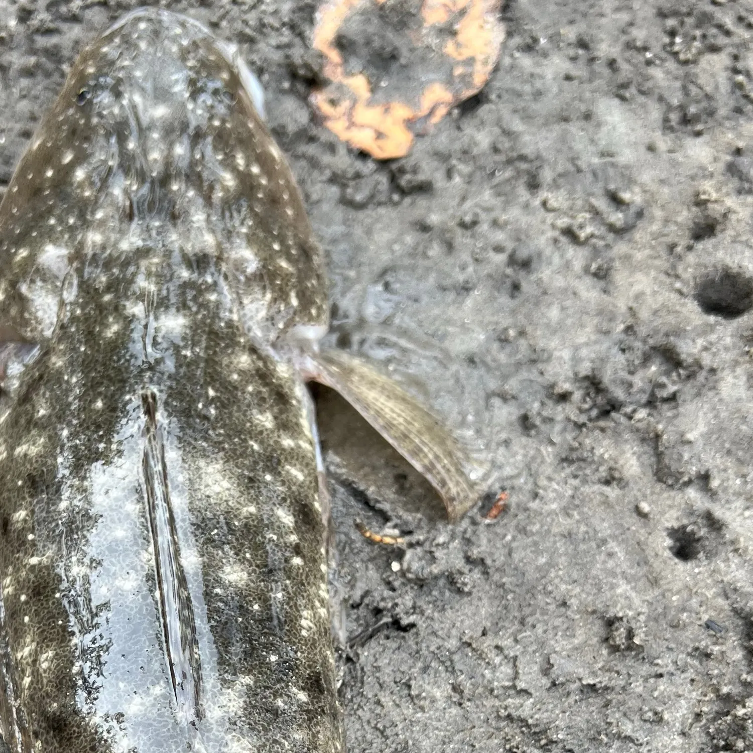 Dusky flathead caught on Fishbrain