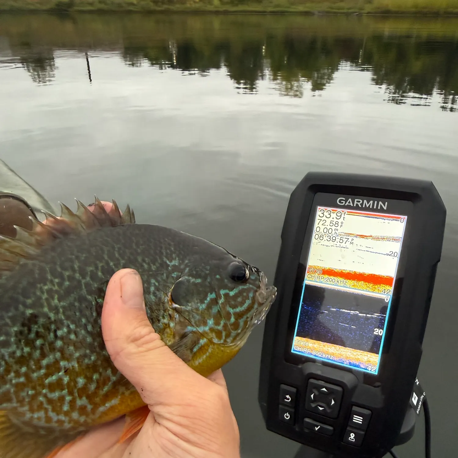 Greengill hybrid caught on Fishbrain