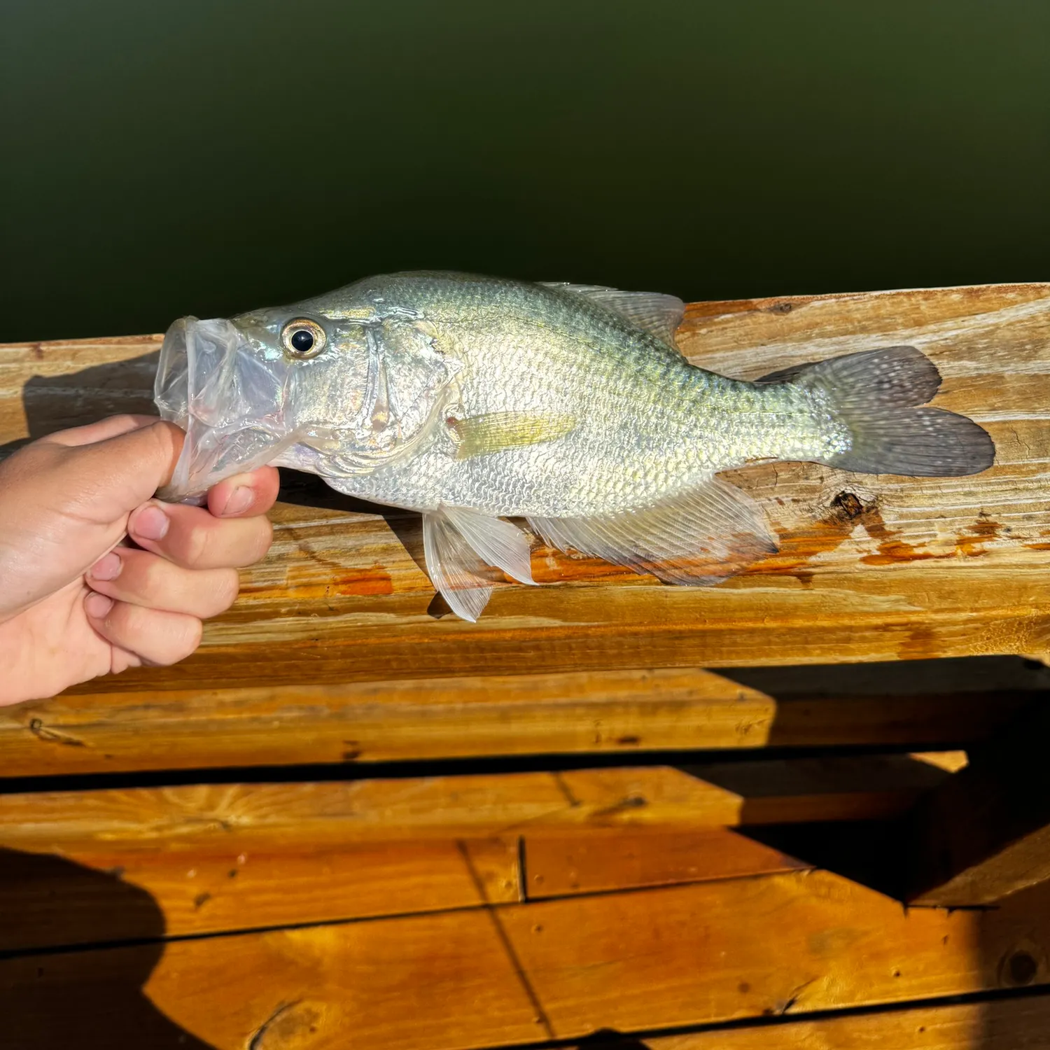 catch