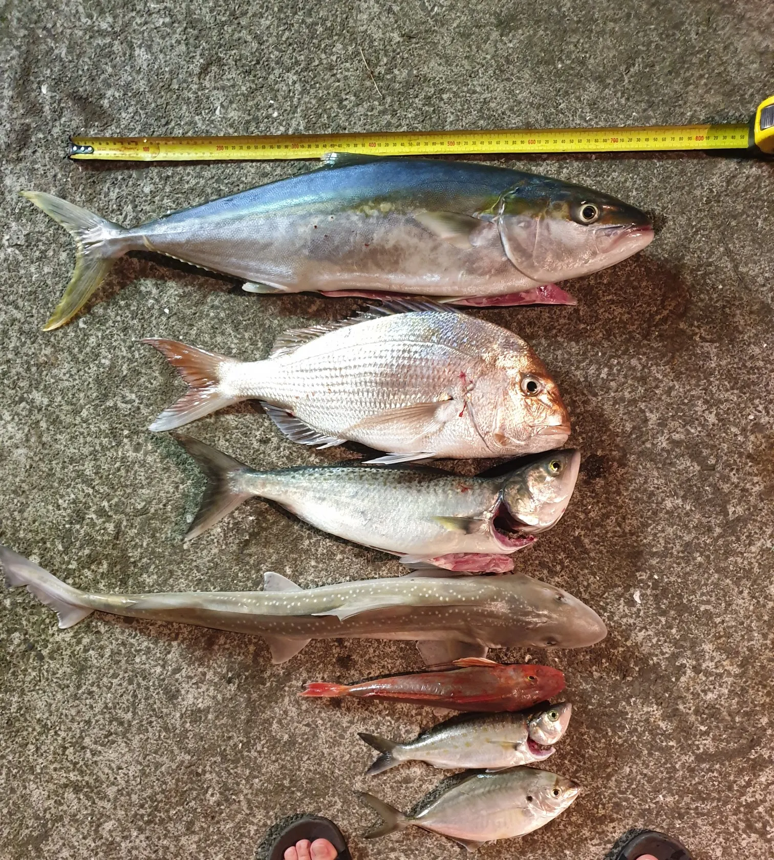 recently logged catches