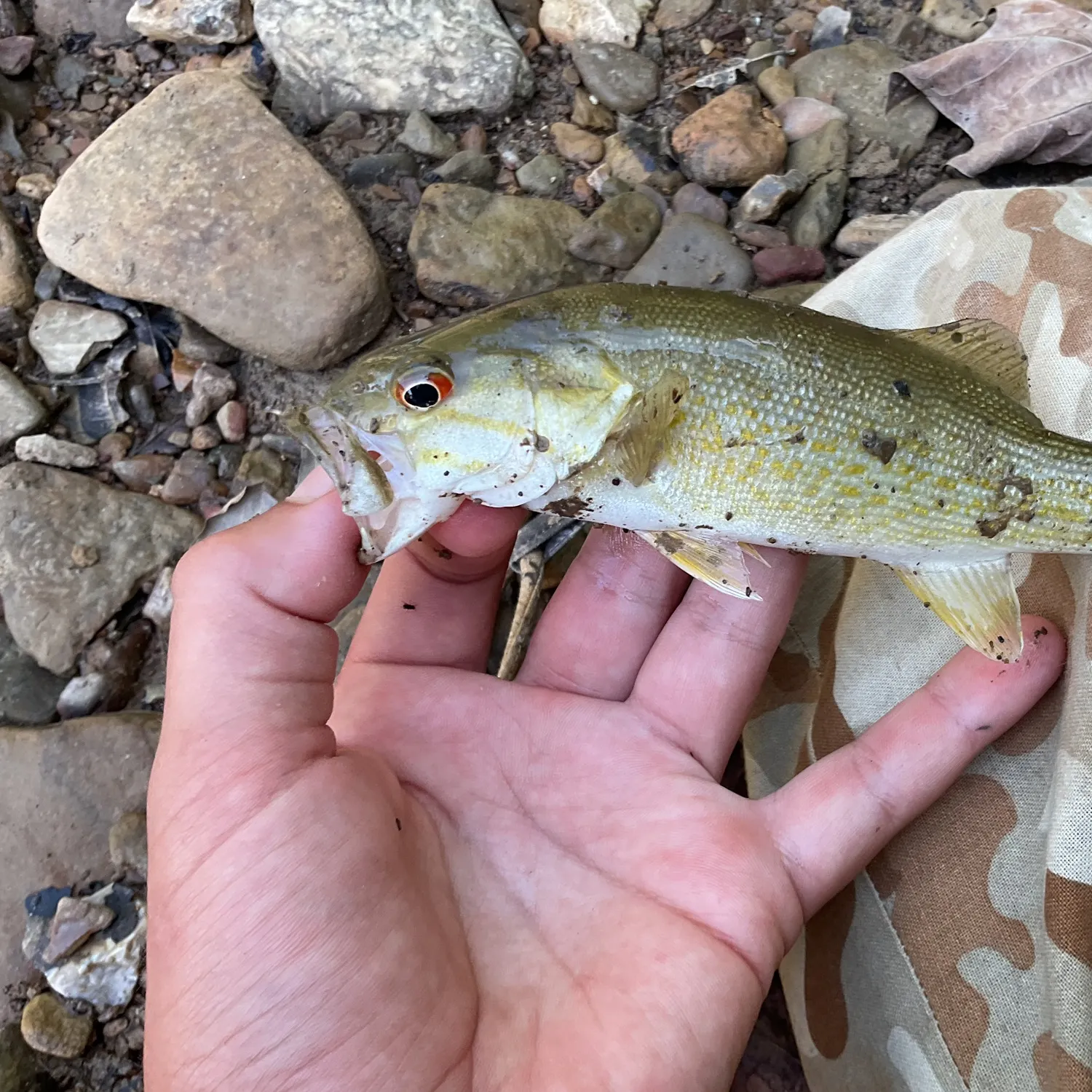 Smallmouth bass caught on Fishbrain