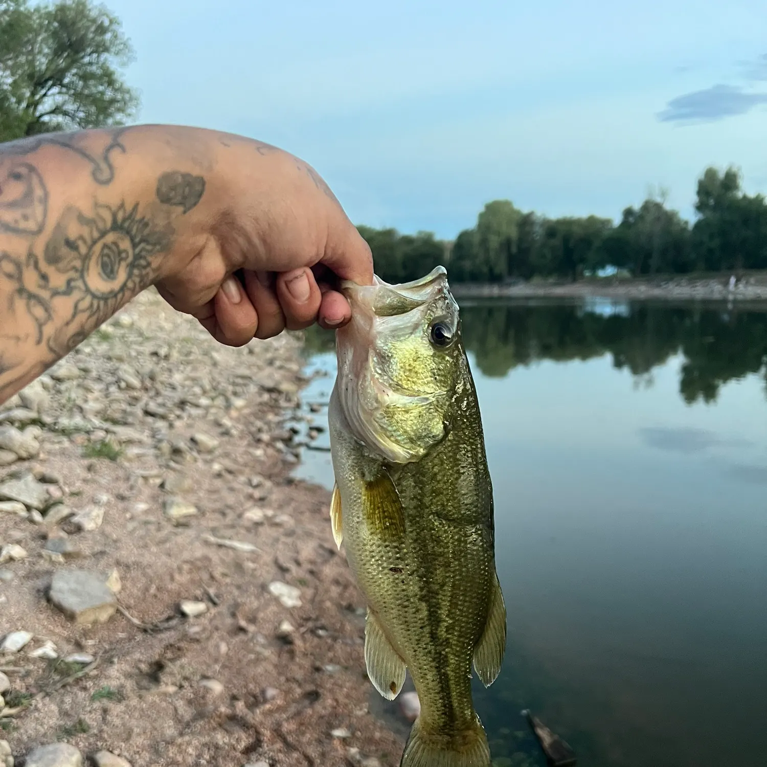 Largemouth bass caught on Fishbrain