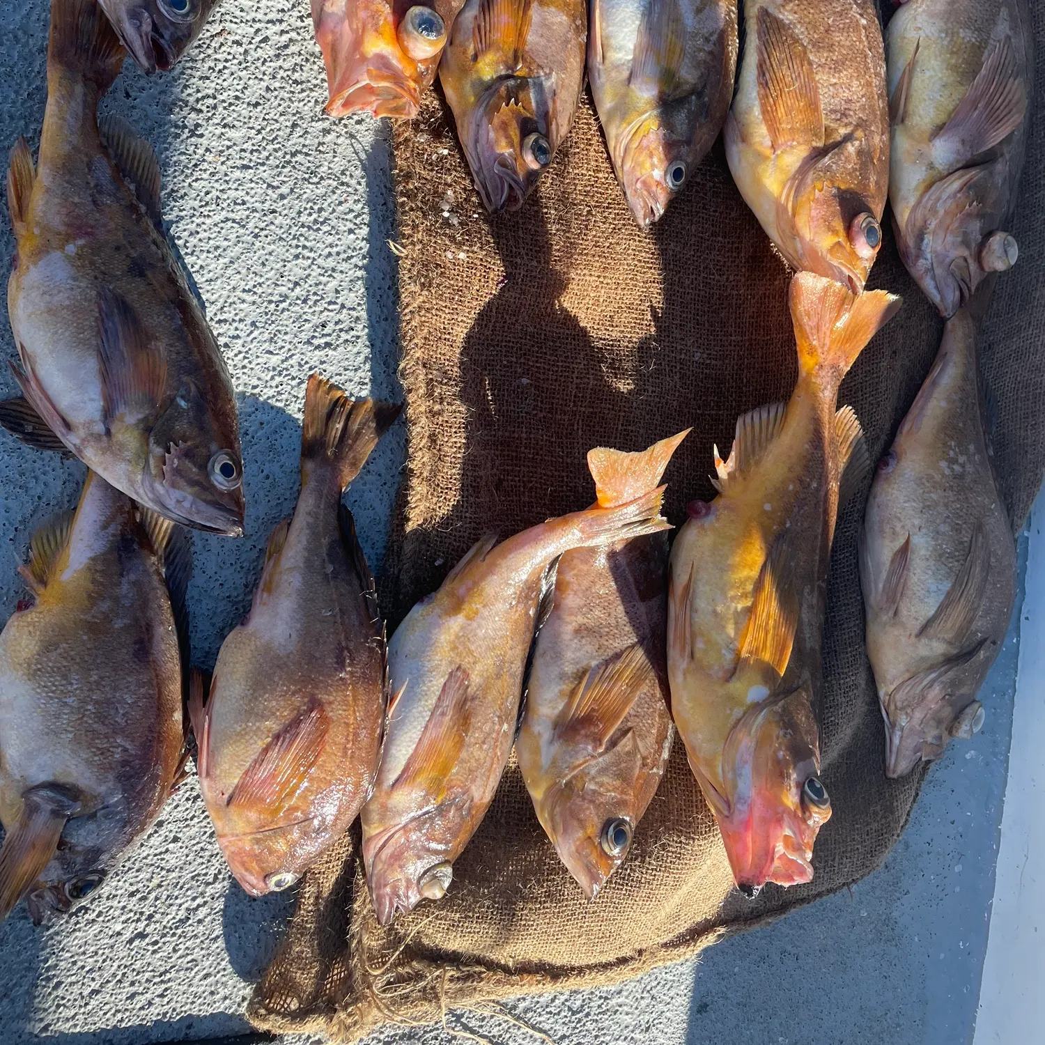 recently logged catches