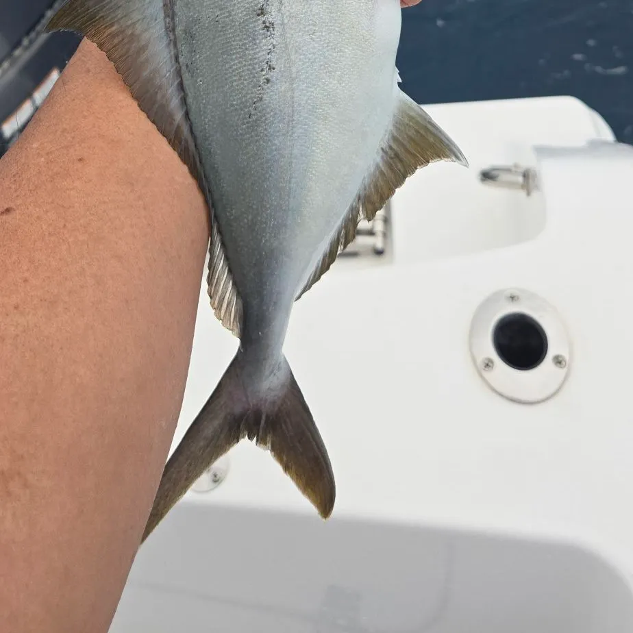 The most recent Lesser amberjack catches on Fishbrain