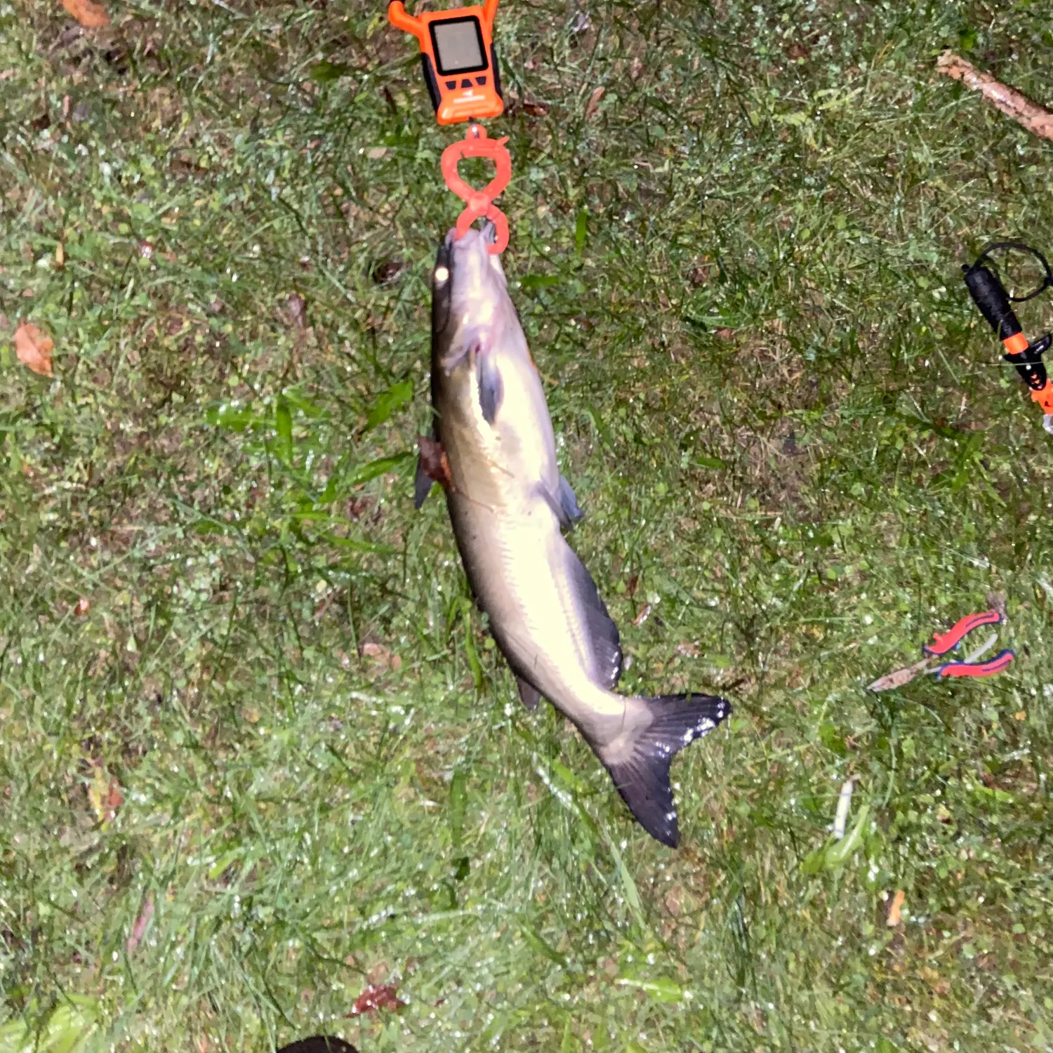 Channel catfish caught on Fishbrain