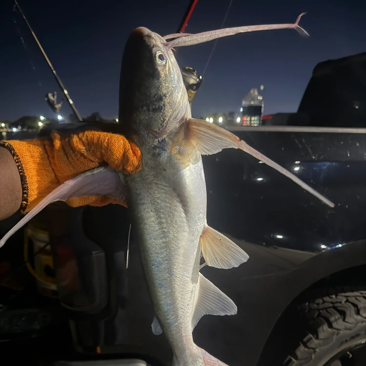 Gafftopsail sea catfish caught on Fishbrain
