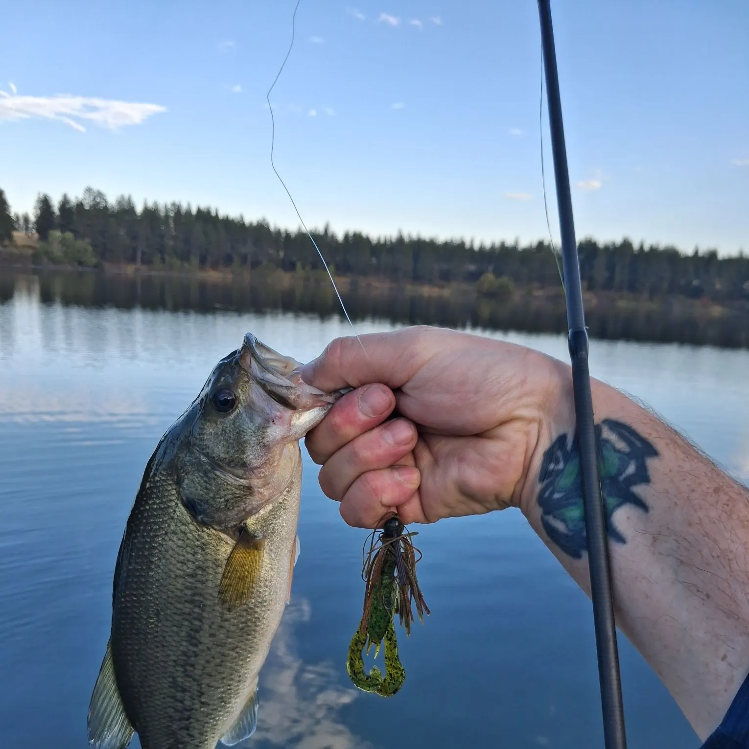 Largemouth bass caught on Fishbrain