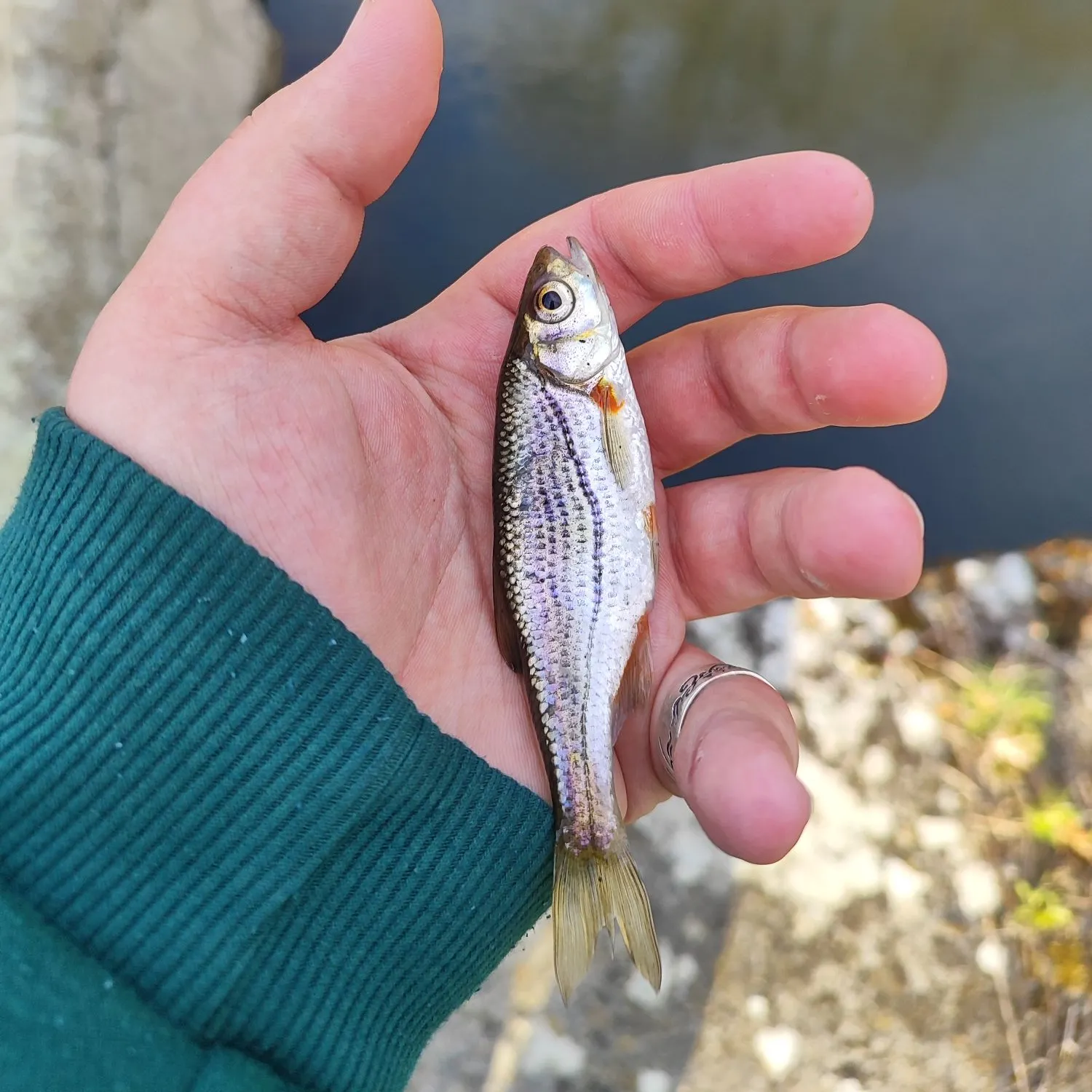 The most recent Spirinchus lanceolatus catches on Fishbrain