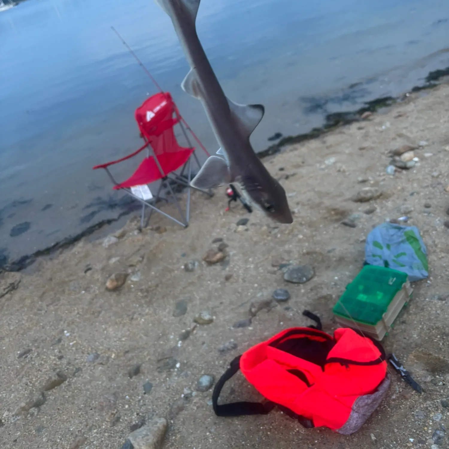 The most recent Dusky smooth-hound catches on Fishbrain