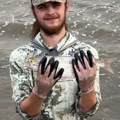 The most recent Goldeye catches on Fishbrain