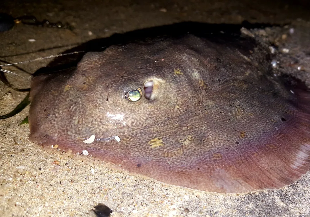 Common stingray