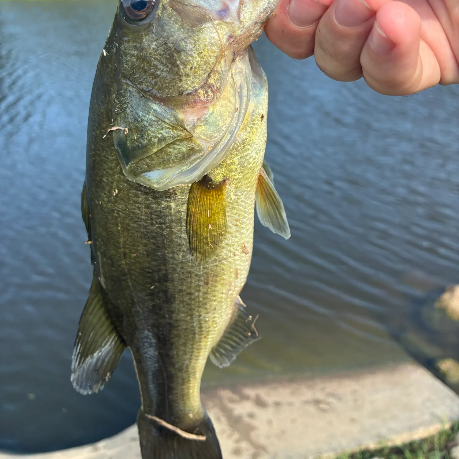 Largemouth bass caught on Fishbrain