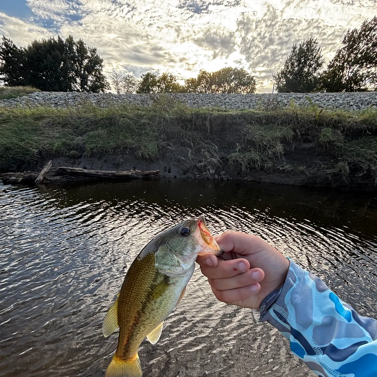 Largemouth bass caught on Fishbrain