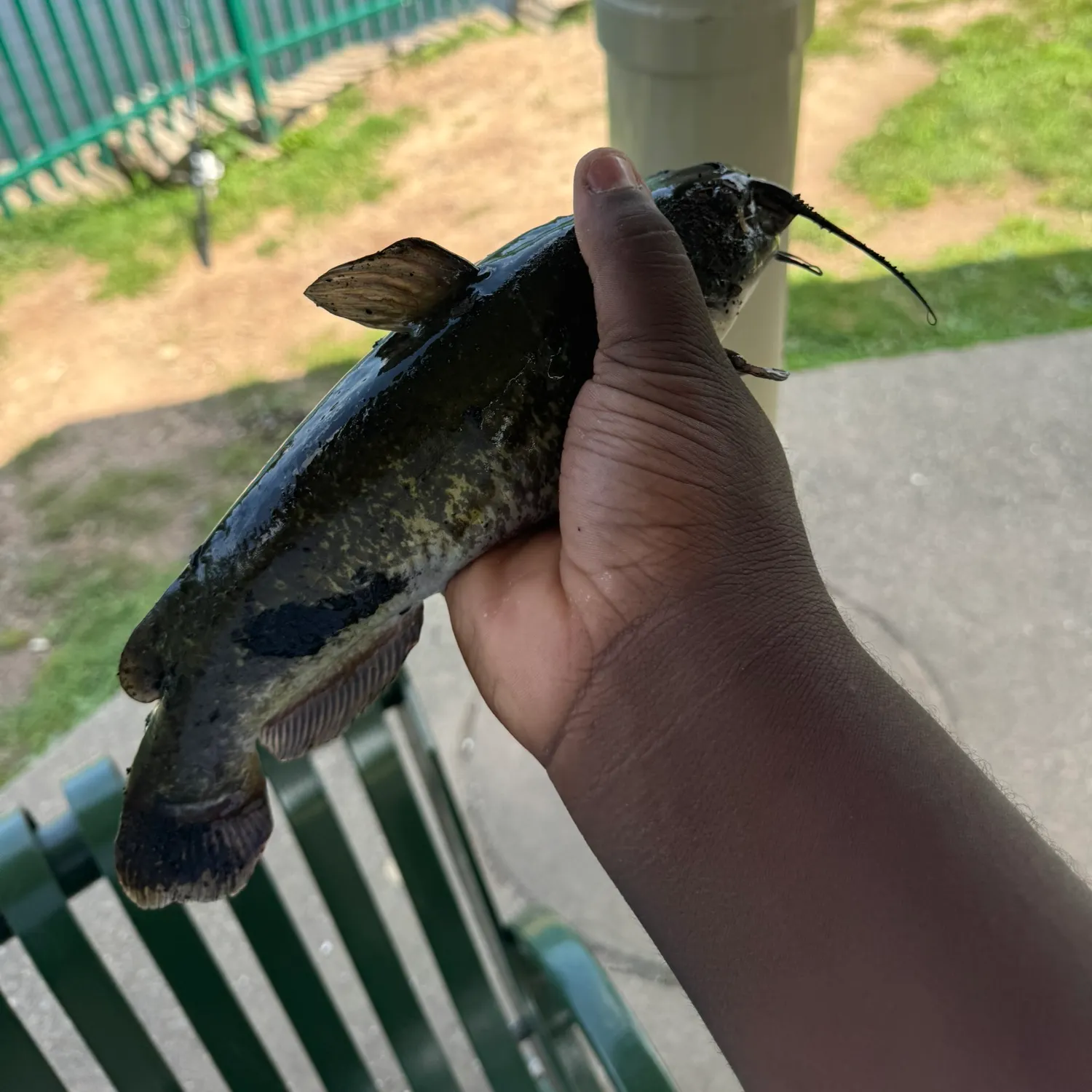 Brown bullhead caught on Fishbrain