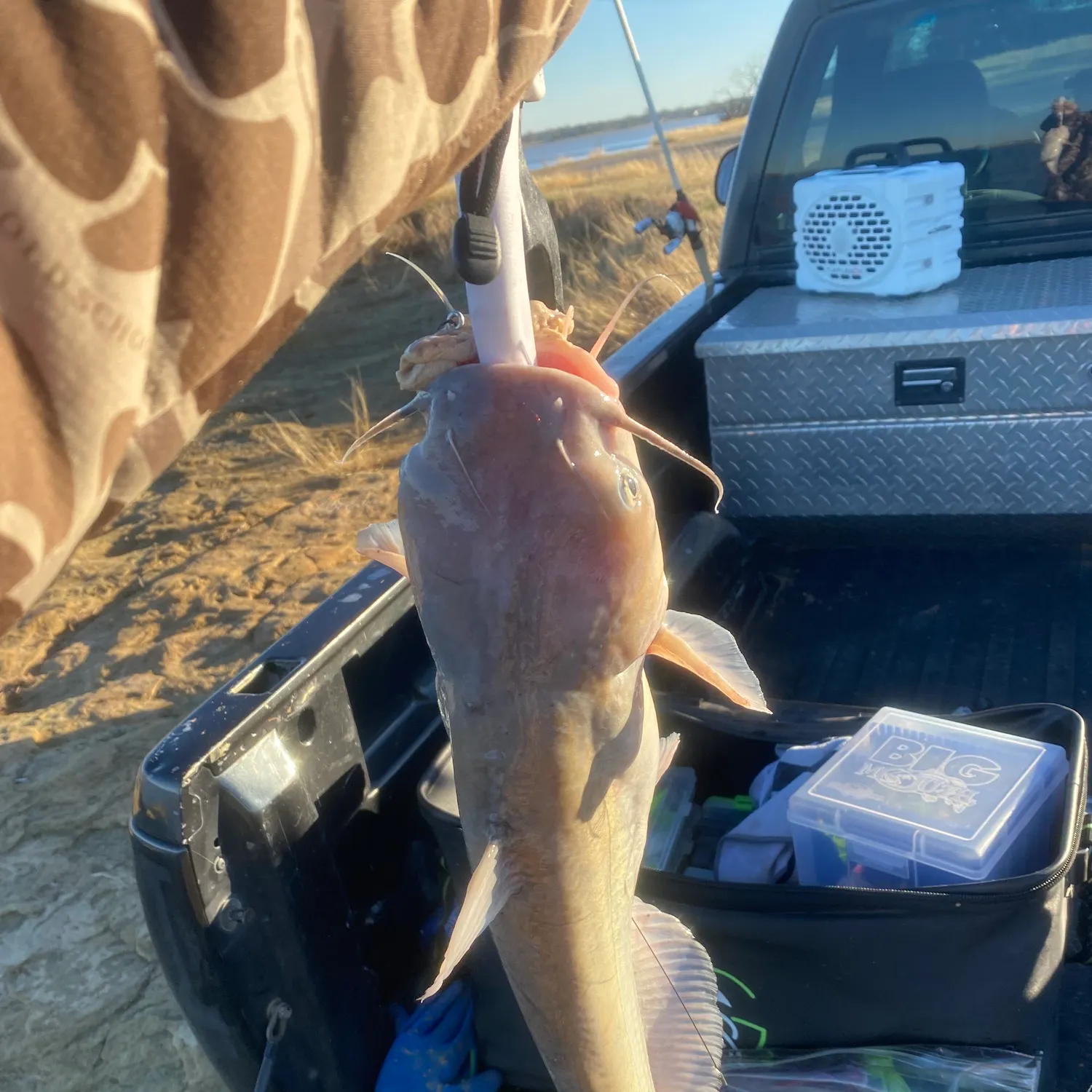 The most recent Blue catfish catches on Fishbrain